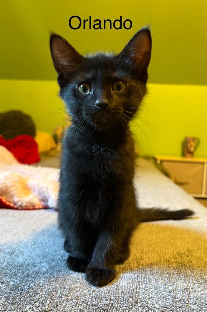 Enlarge Orlando, a Adoptable mixed breed in Johnson City, TN image 4/5
