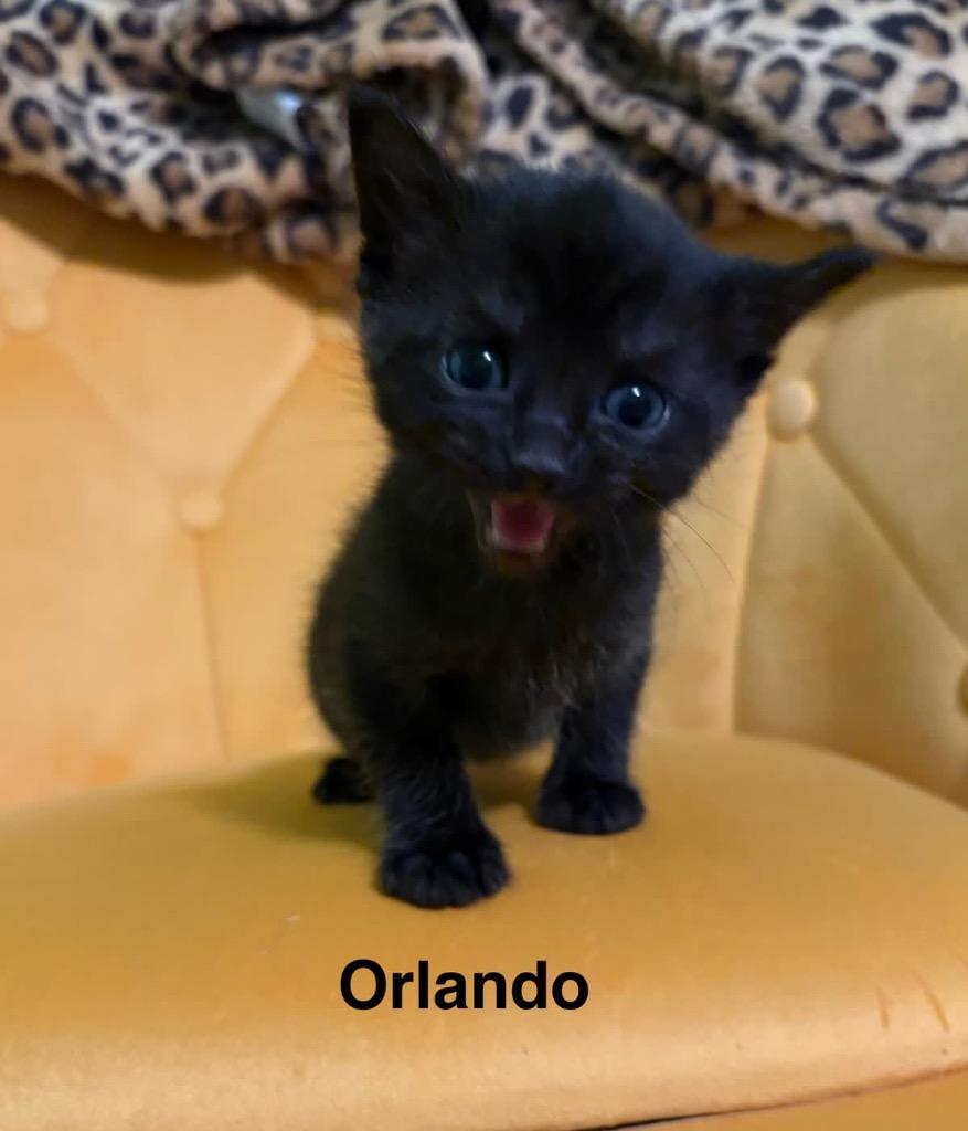 Enlarge Orlando, a Adoptable mixed breed in Johnson City, TN image 5/5