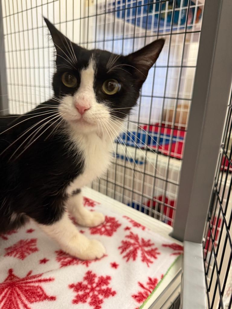 Tory, Adoptable, Young Female Domestic Short Hair.