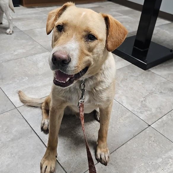 Biscuit, Adoptable, Young Male Australian Cattle Dog / Blue Heeler & Cocker Spaniel.