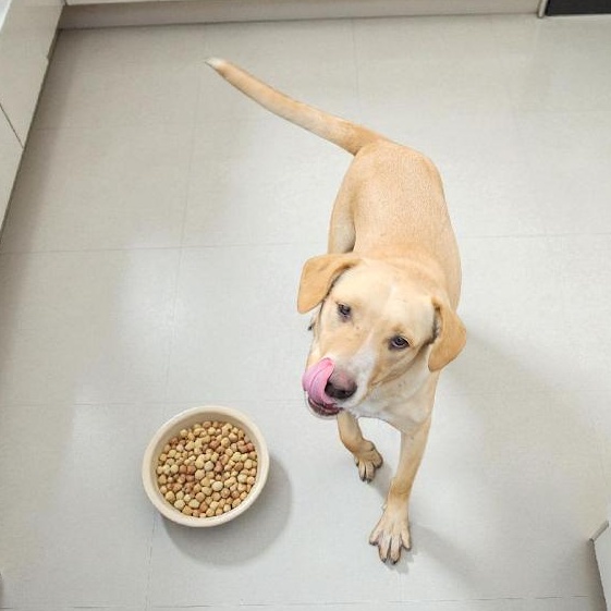 Enlarge Biscuit, a Adoptable mixed breed in Watertown, SD image 4/6