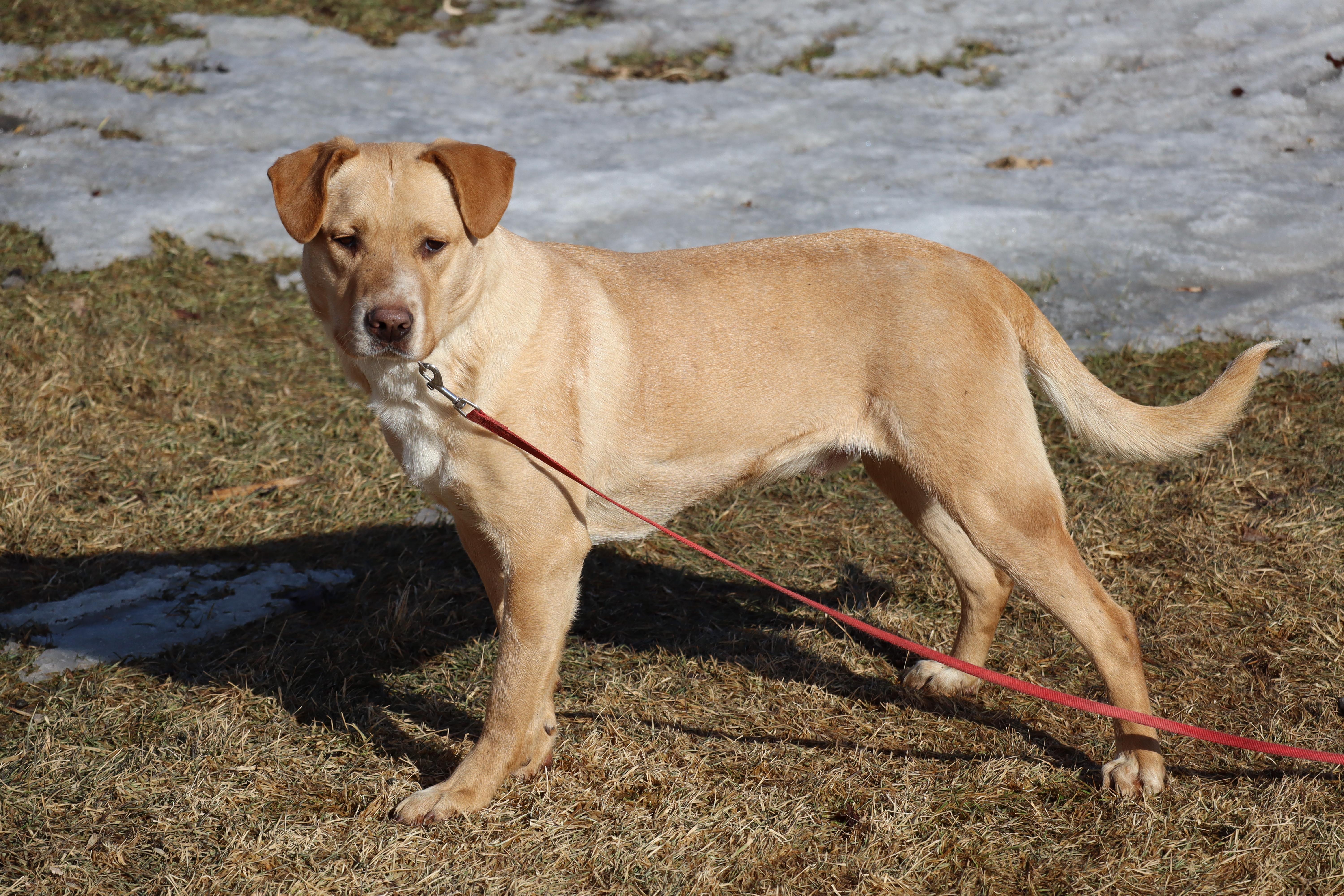 Enlarge Biscuit, a Adoptable mixed breed in Watertown, SD image 2/6
