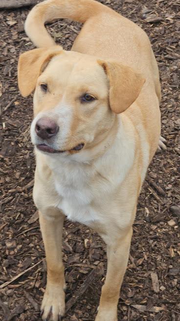Enlarge Biscuit, a Adoptable mixed breed in Watertown, SD image 2/6