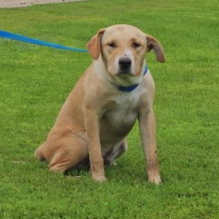 Enlarge Biscuit, a Adoptable mixed breed in Watertown, SD image 5/6