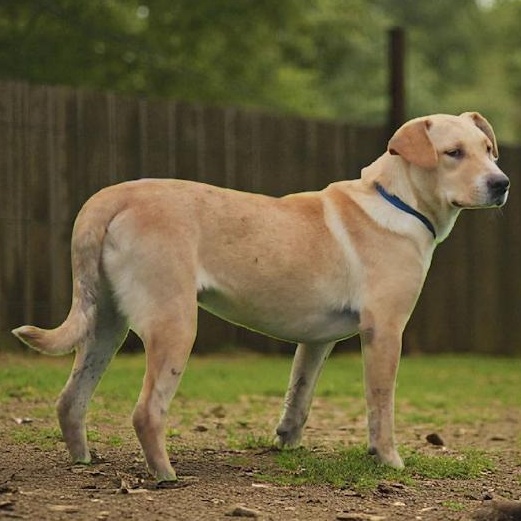 Enlarge Biscuit, a Adoptable mixed breed in Watertown, SD image 3/6