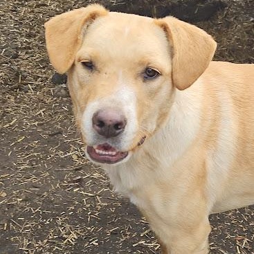 Biscuit, Adoptable, Young Male Australian Cattle Dog / Blue Heeler & Cocker Spaniel.