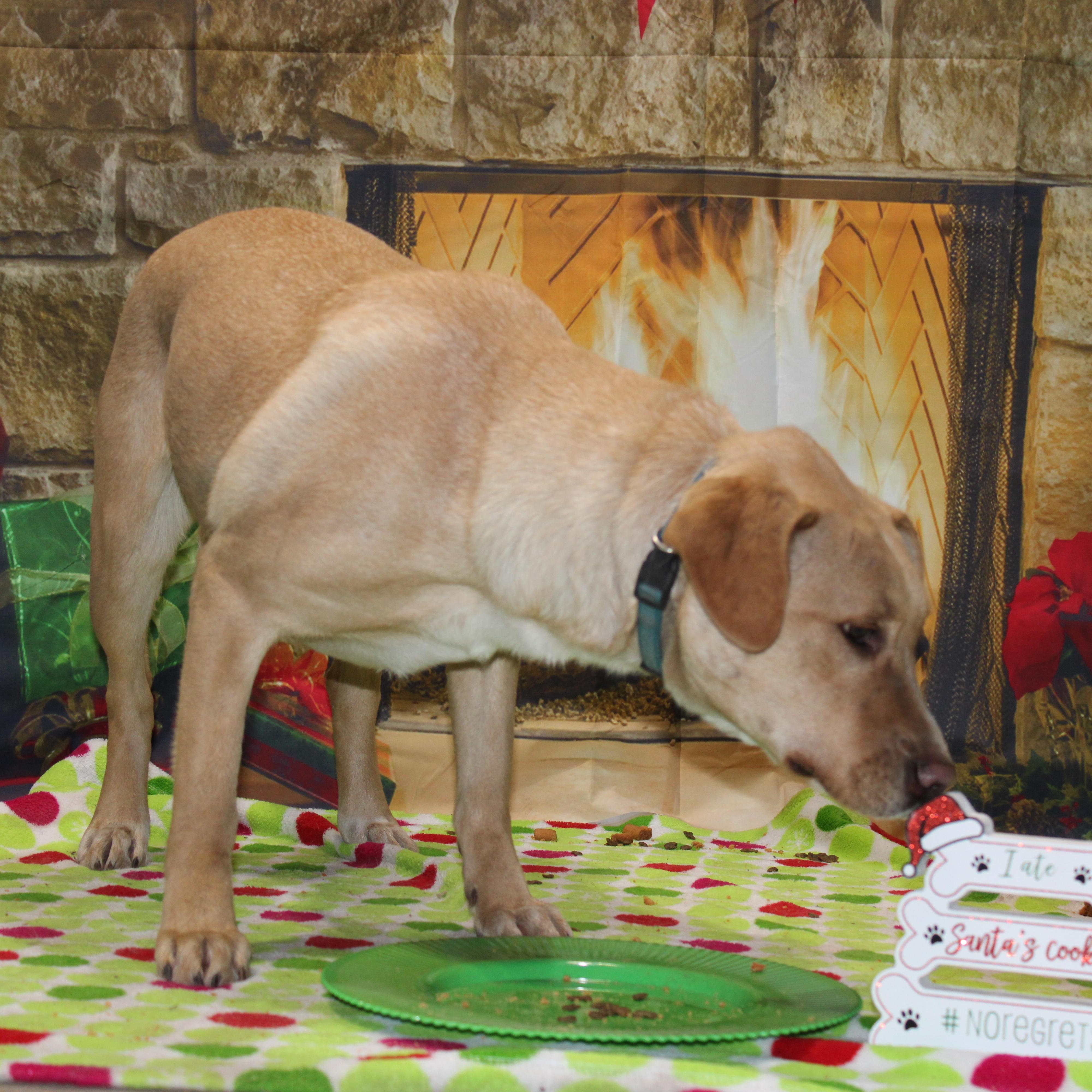 Enlarge Biscuit, a Adoptable mixed breed in Watertown, SD image 6/6