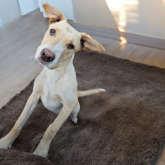 Enlarge Biscuit, a Adoptable mixed breed in Watertown, SD image 6/6