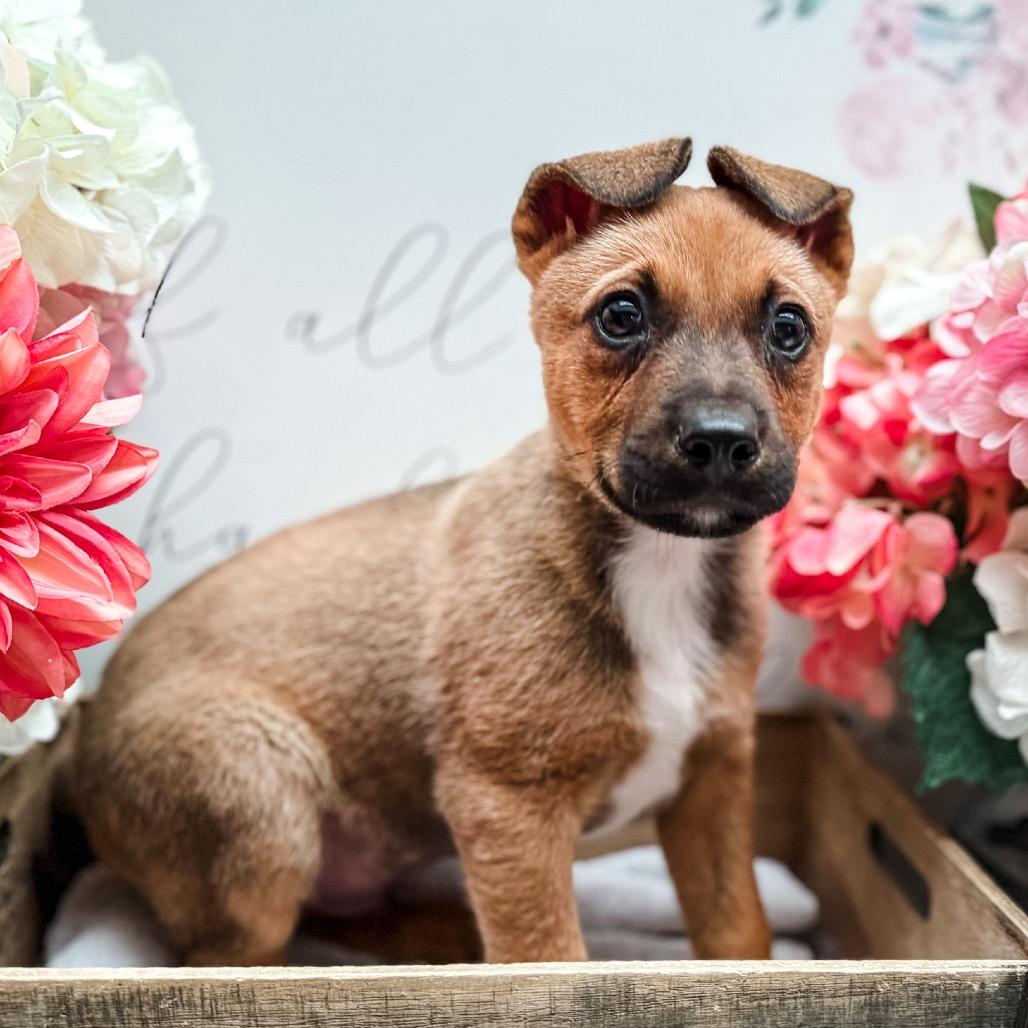 Enlarge Charming , a Adoptable mixed breed in Newberg, OR image 3/3