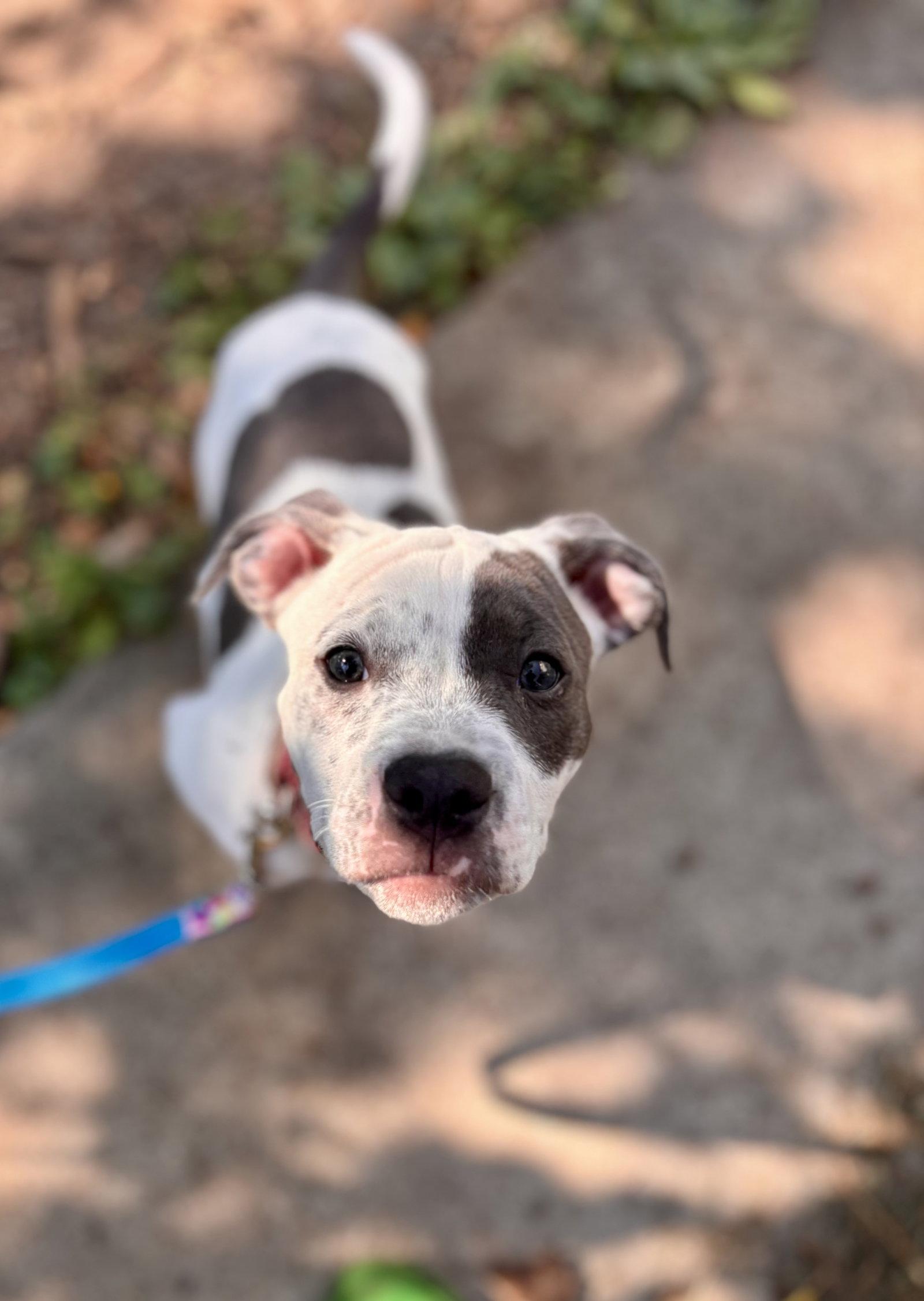 Courtney **DEAF**, Adoptable, Puppy Female Pit Bull Terrier.
