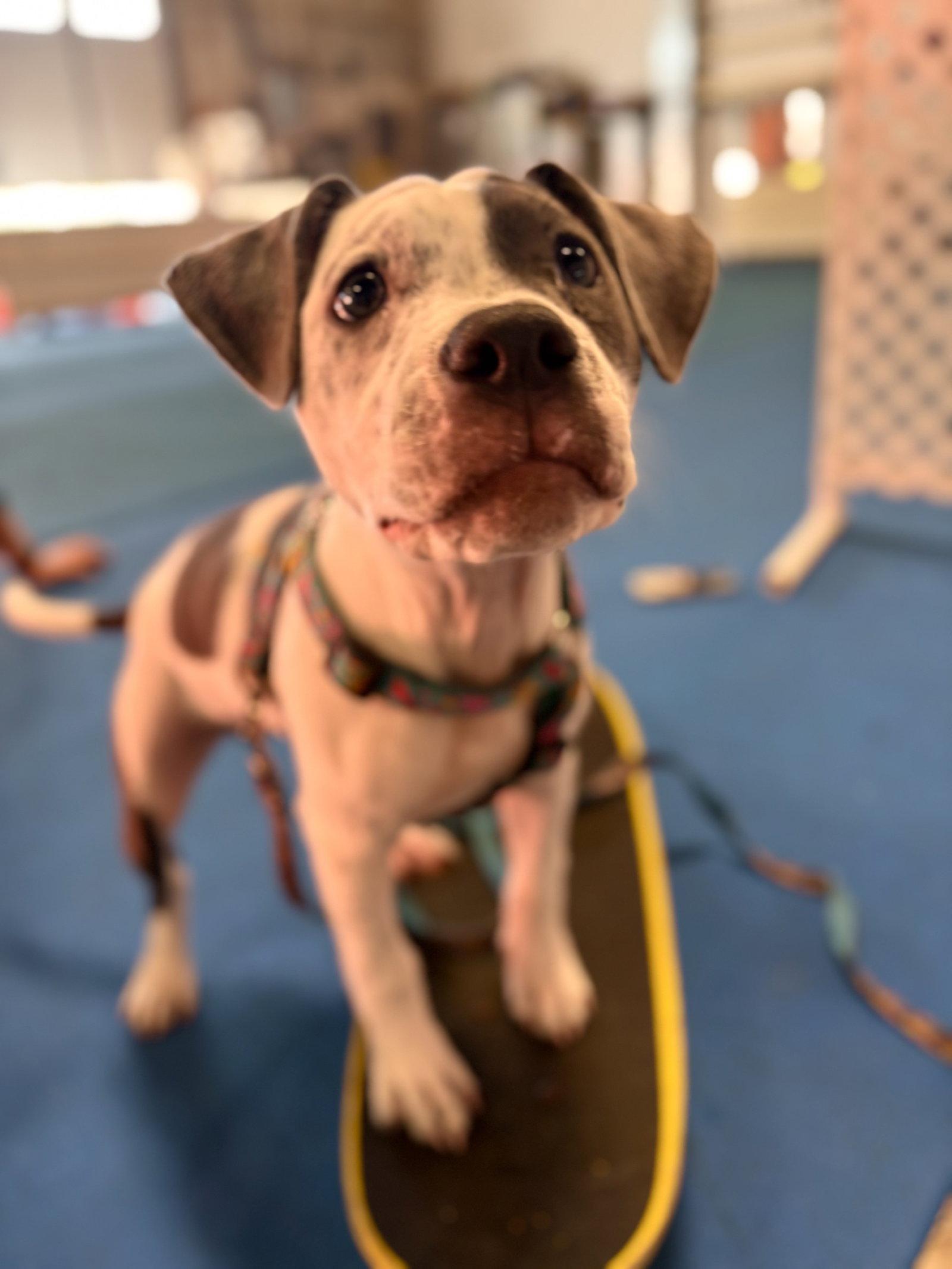 Enlarge Courtney **DEAF**, a Adoptable Pit Bull Terrier in Saint Paul, MN image 2/3