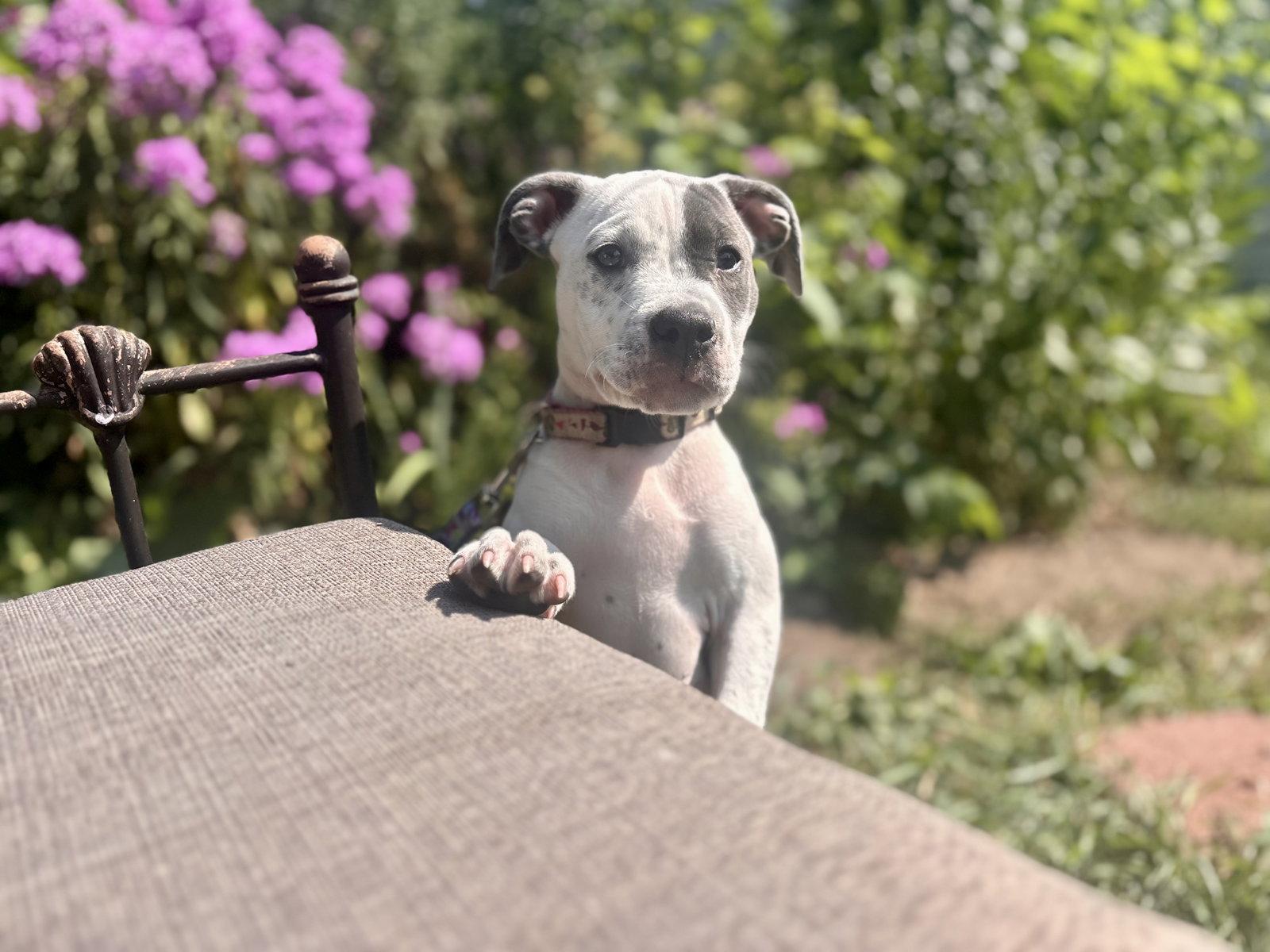 Enlarge Courtney **DEAF**, a Adoptable Pit Bull Terrier in Saint Paul, MN image 3/3