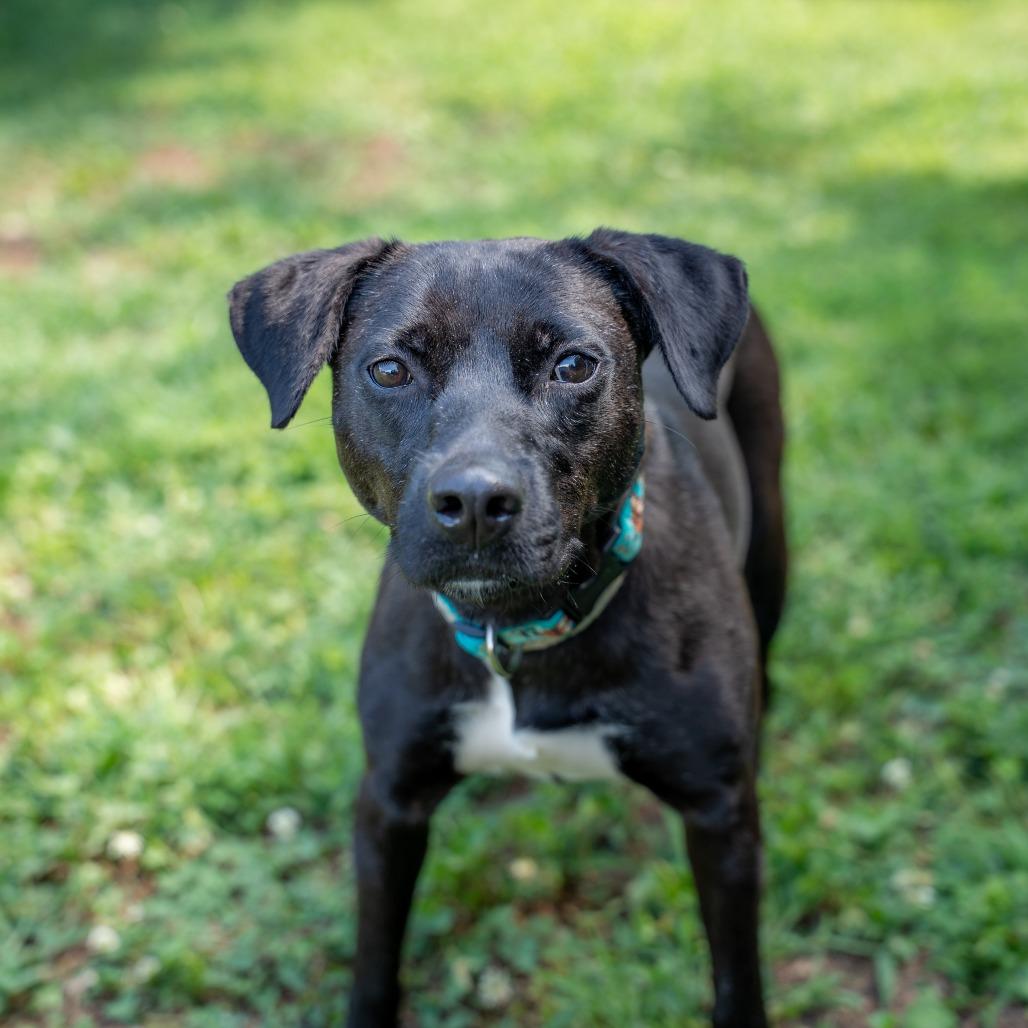 Luke, Adoptable, Adult Male Mixed Breed.