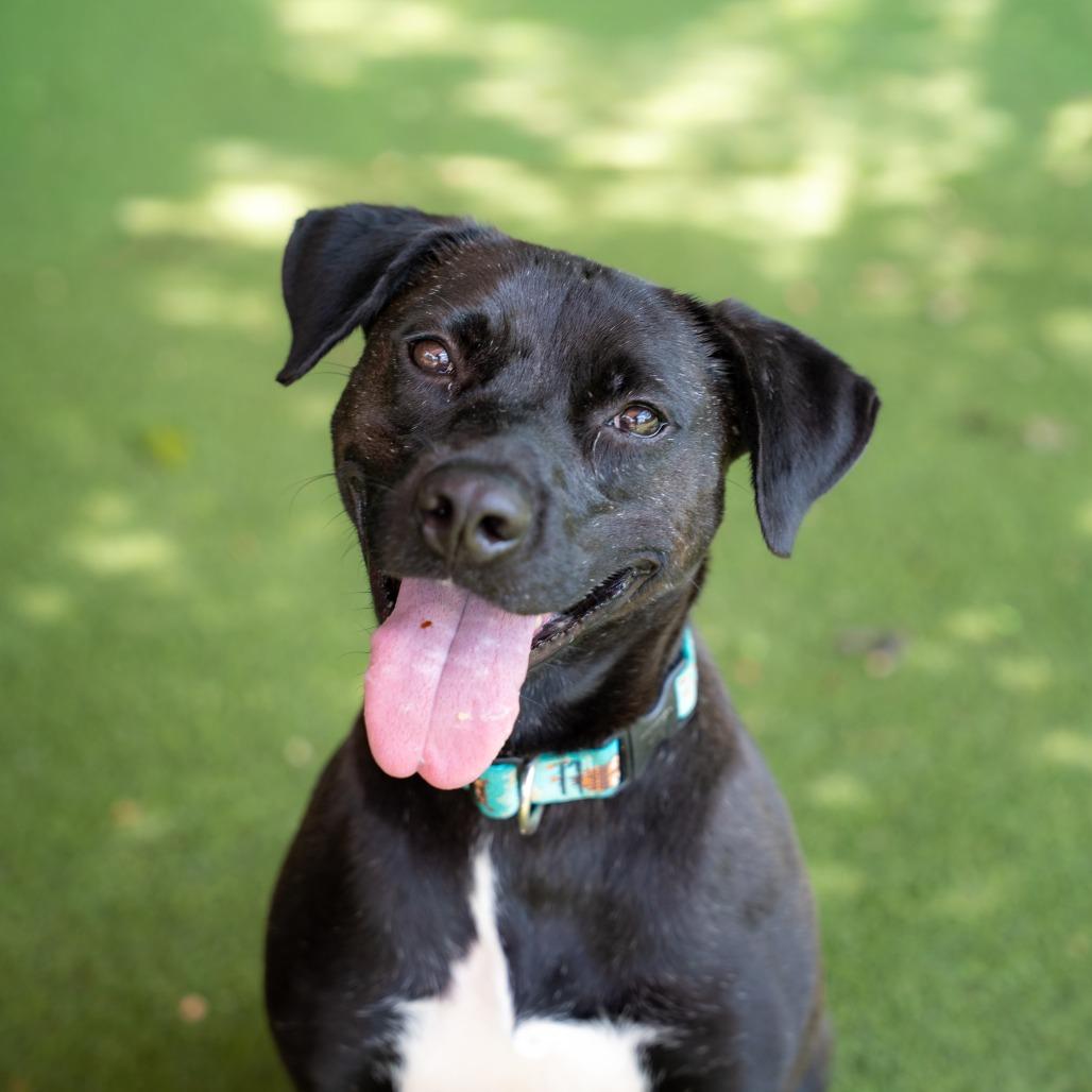 Enlarge Luke, a Adoptable Mixed Breed in Gainesville, GA image 2/6