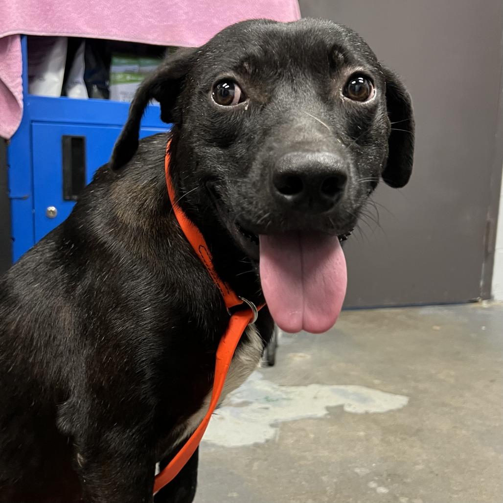 Enlarge Luke, a Adoptable Mixed Breed in Gainesville, GA image 3/5