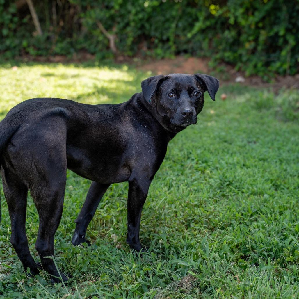 Luke, a Adoptable Mixed Breed in Gainesville, GA image 5/6