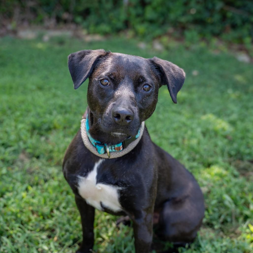 Luke, a Adoptable Mixed Breed in Gainesville, GA image 6/6