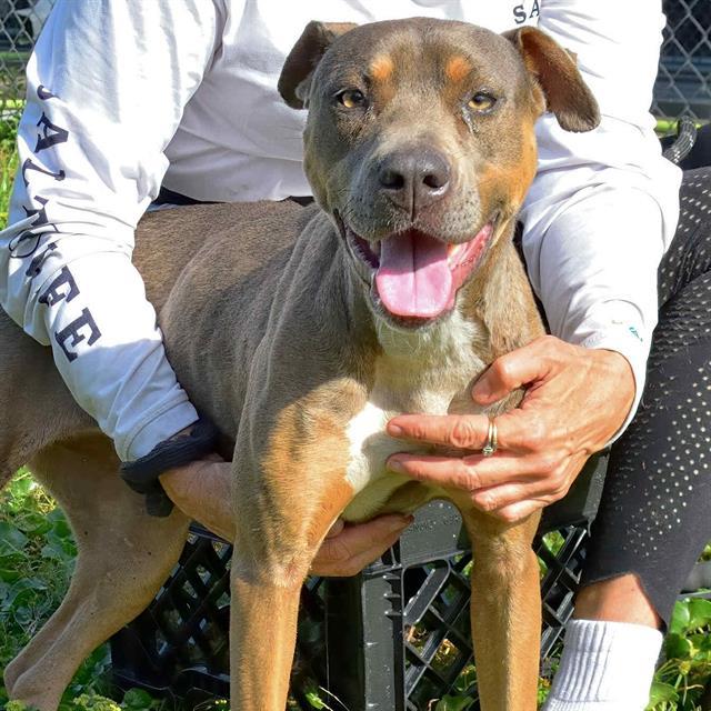 SANDY, Adoptable, Adult Female Labrador Retriever & American Bulldog.