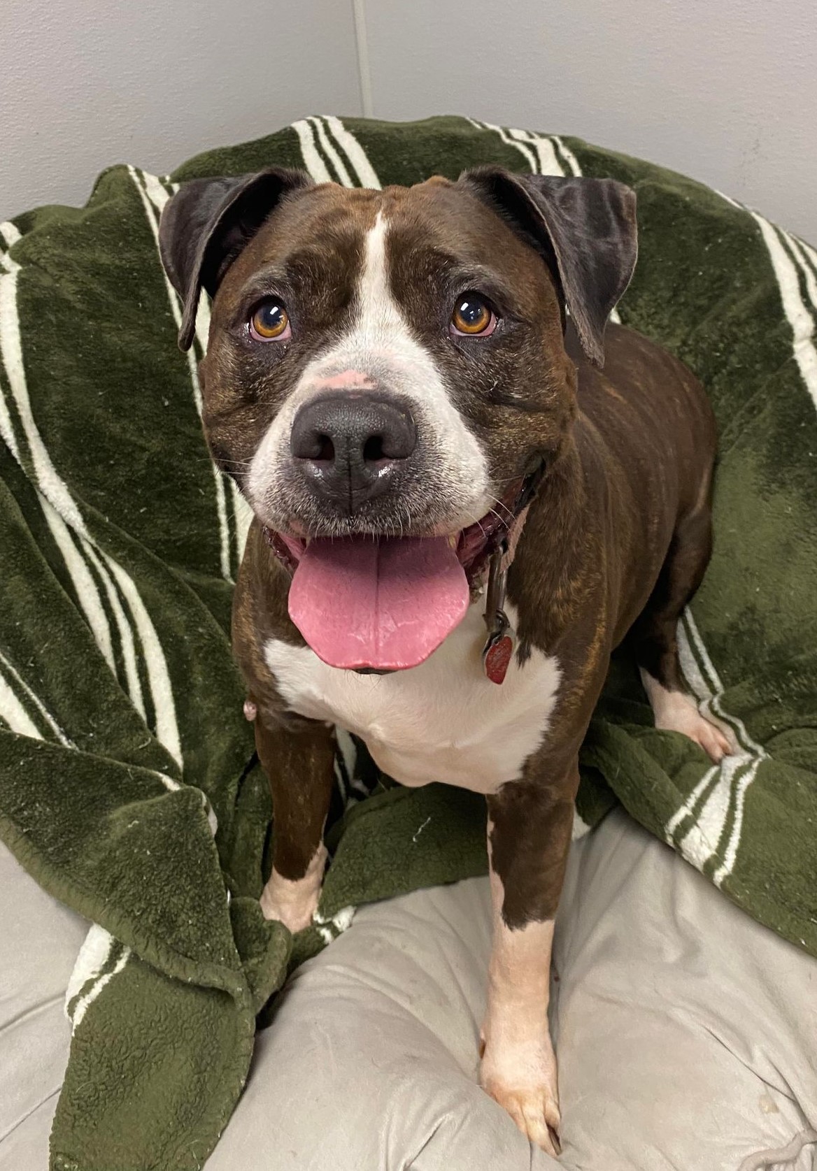Nova, Adoptable, Senior Female Pit Bull Terrier.