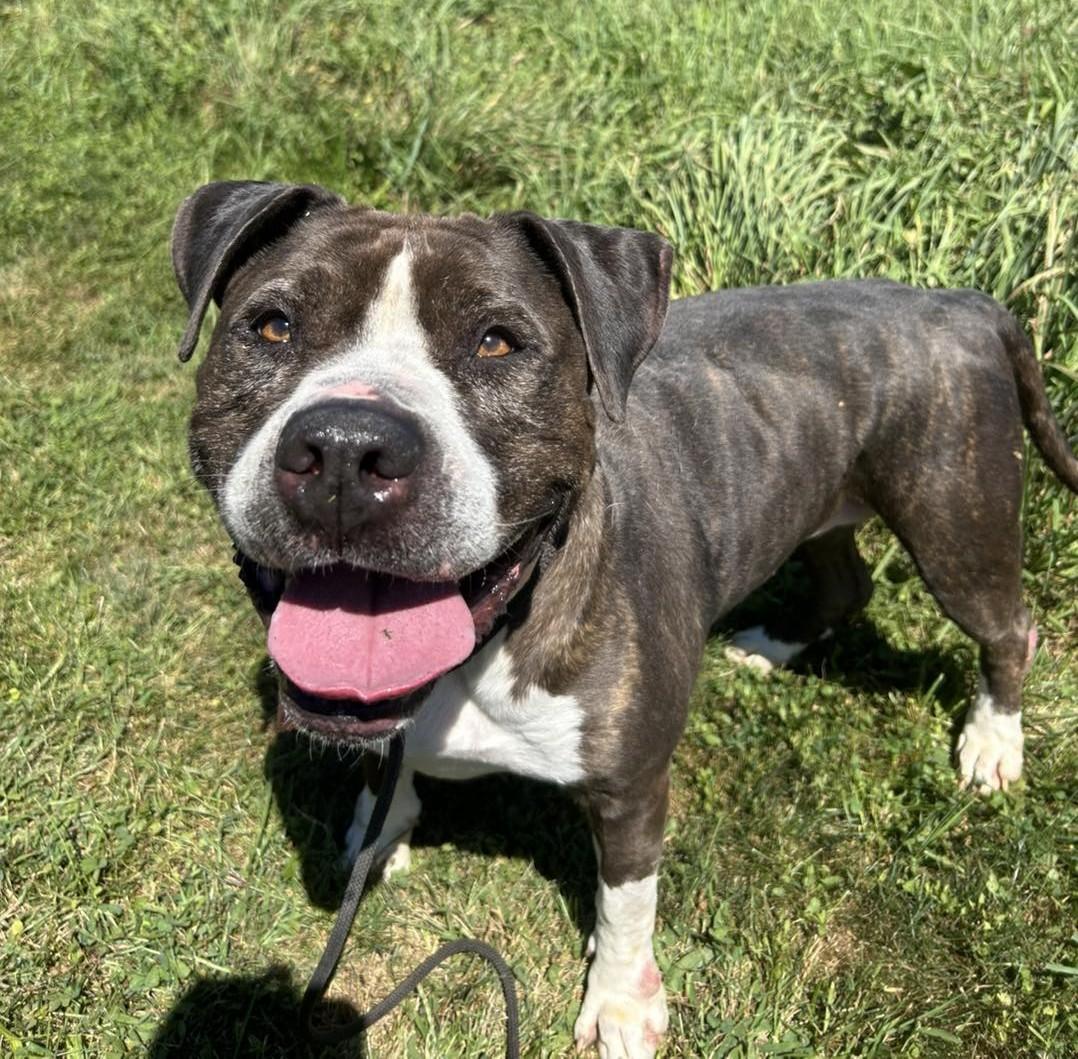 Enlarge Nova, a Adoptable Pit Bull Terrier in Maryville, MO image 5/6
