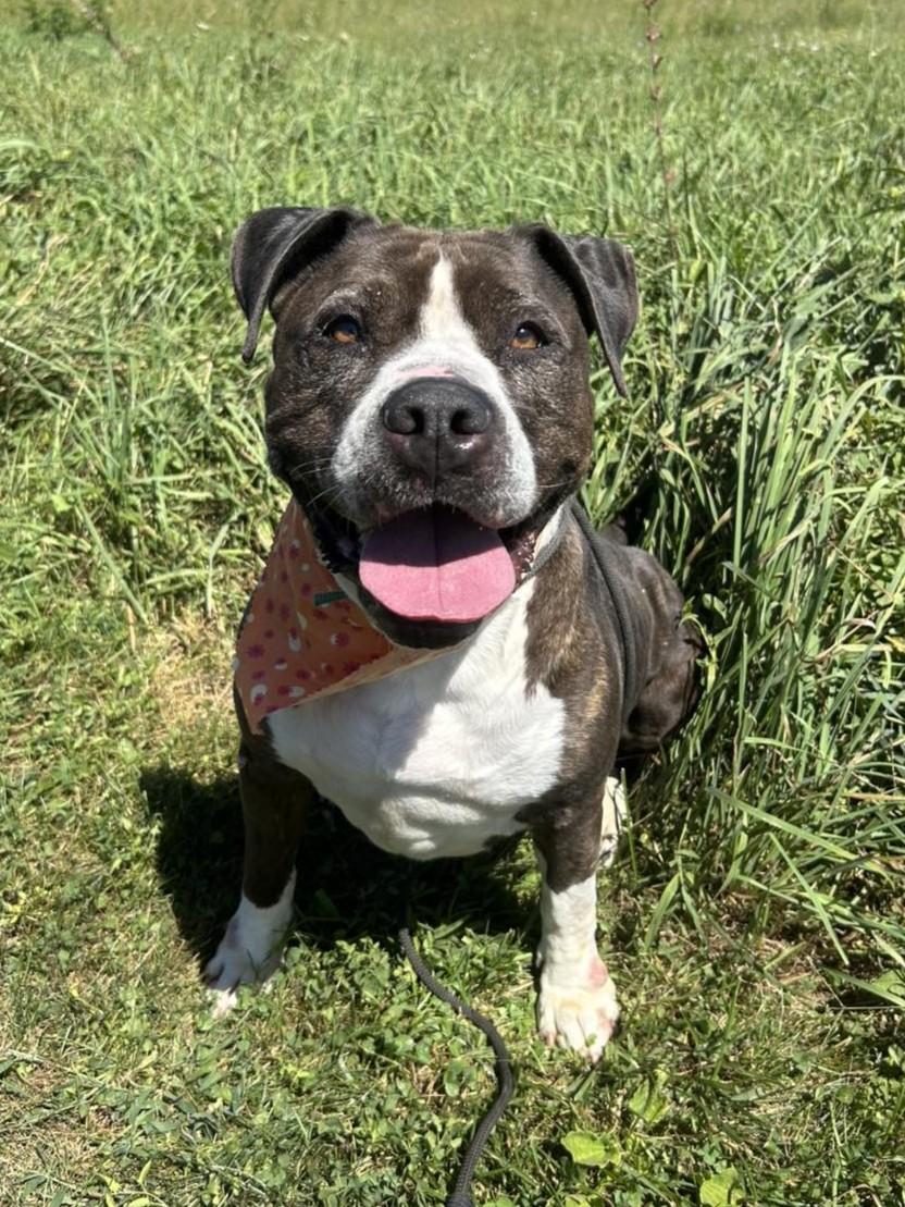 Enlarge Nova, a Adoptable Pit Bull Terrier in Maryville, MO image 2/6