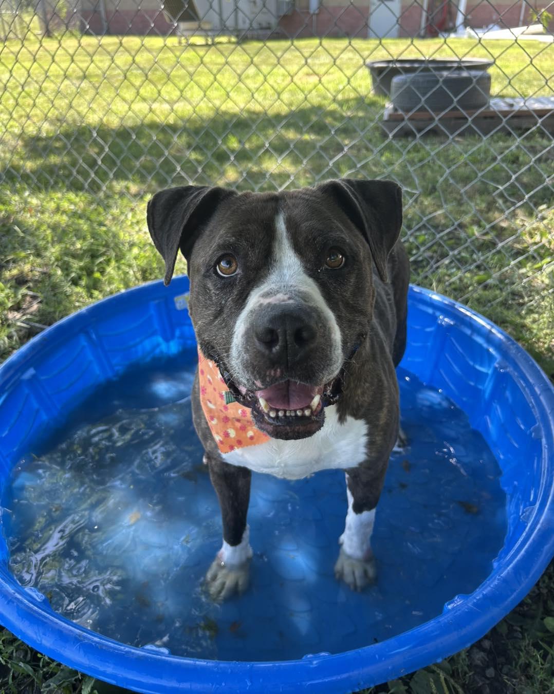 Enlarge Nova, a Adoptable Pit Bull Terrier in Maryville, MO image 4/6