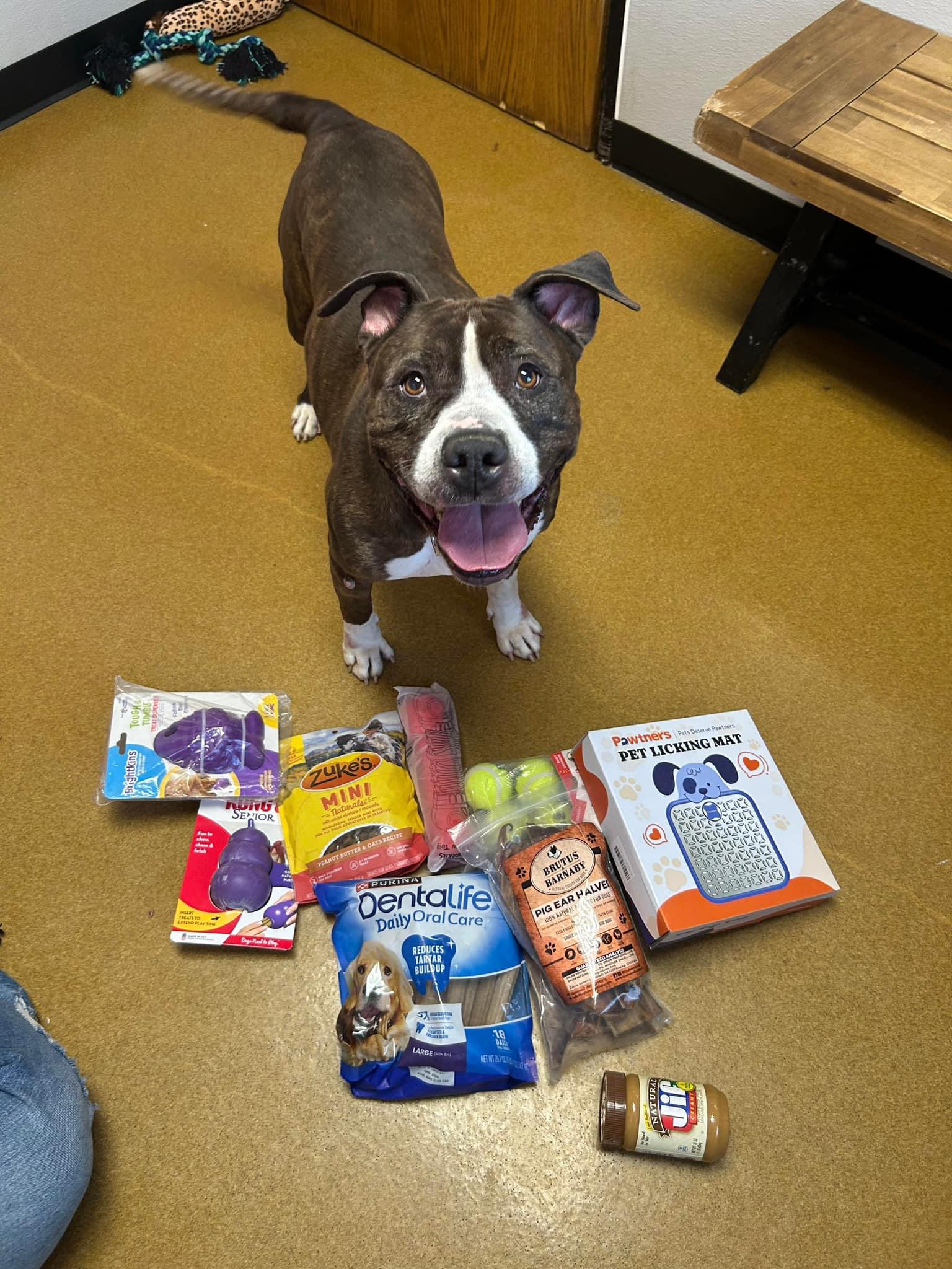Enlarge Nova, a Adoptable Pit Bull Terrier in Maryville, MO image 6/6
