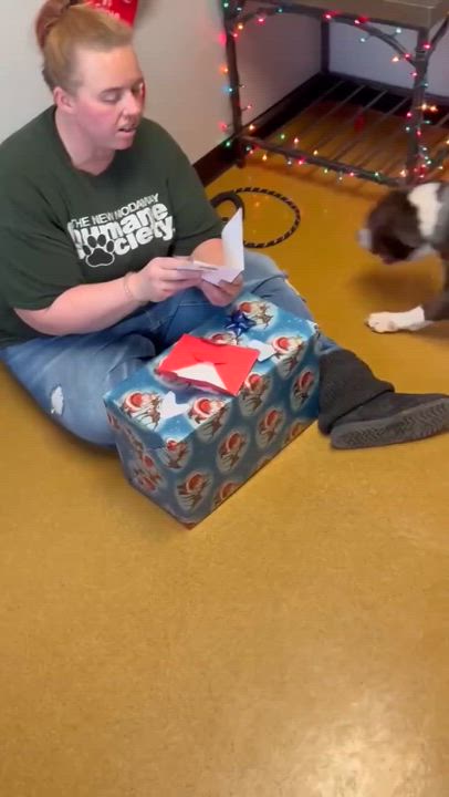 Enlarge Nova, a Adoptable Pit Bull Terrier in Maryville, MO video 3/6