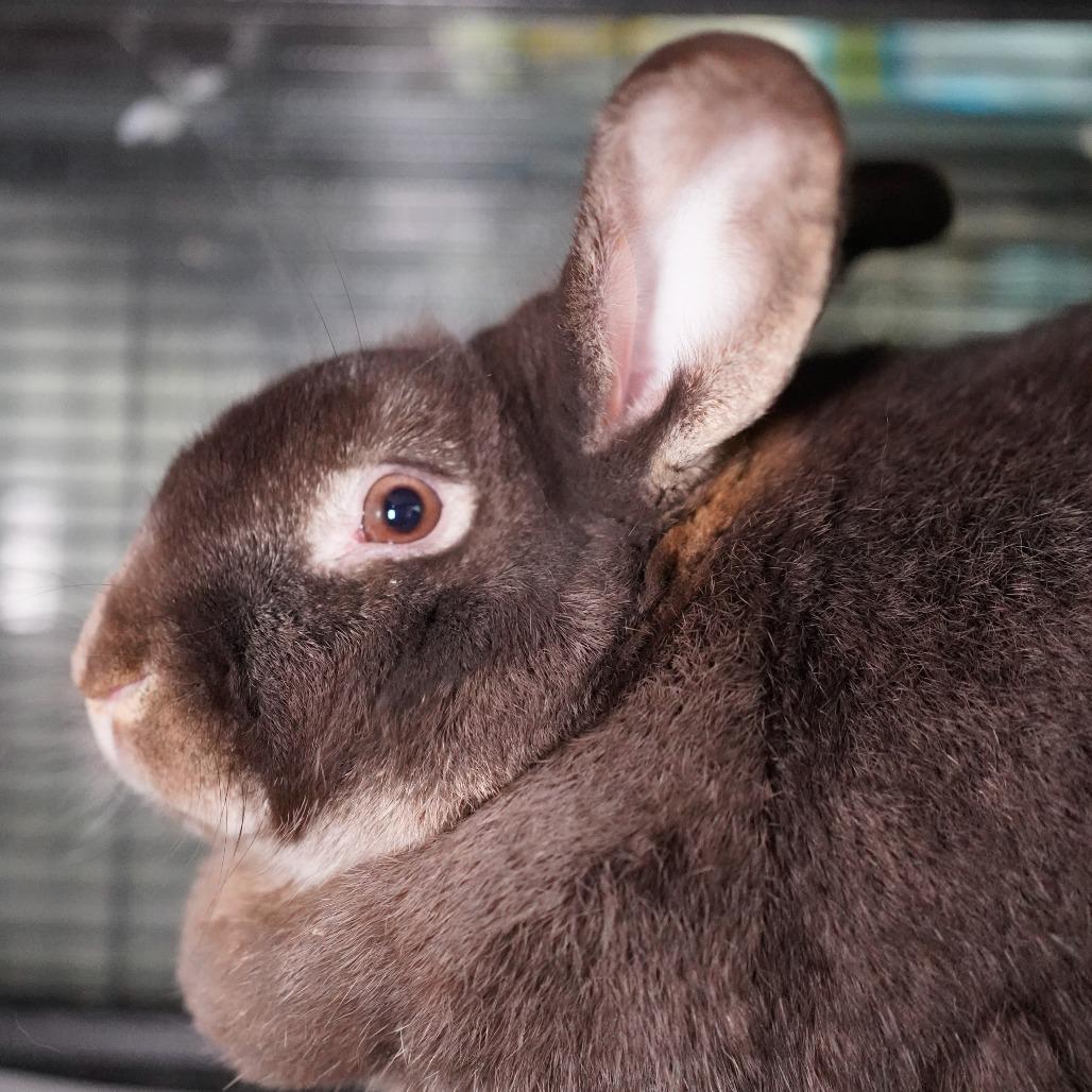 Wooly Bear, Adoptable, Adult Male American.