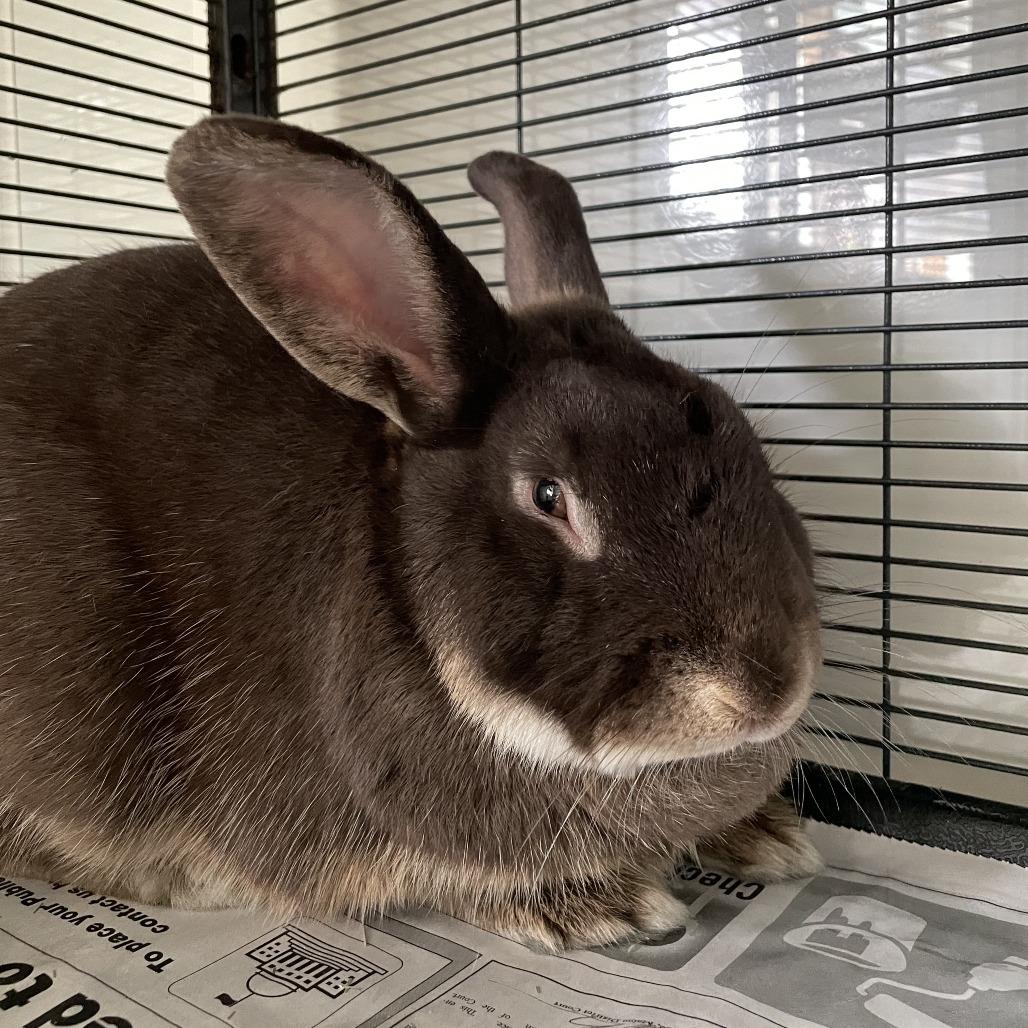 Wooly Bear, Adoptable, Adult Male American.