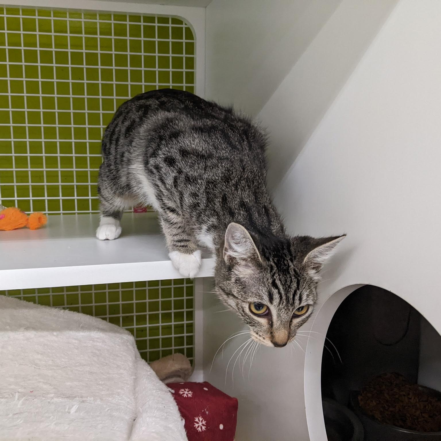 Enlarge Zola, an adopted mixed breed in Brentwood, CA image 2/6