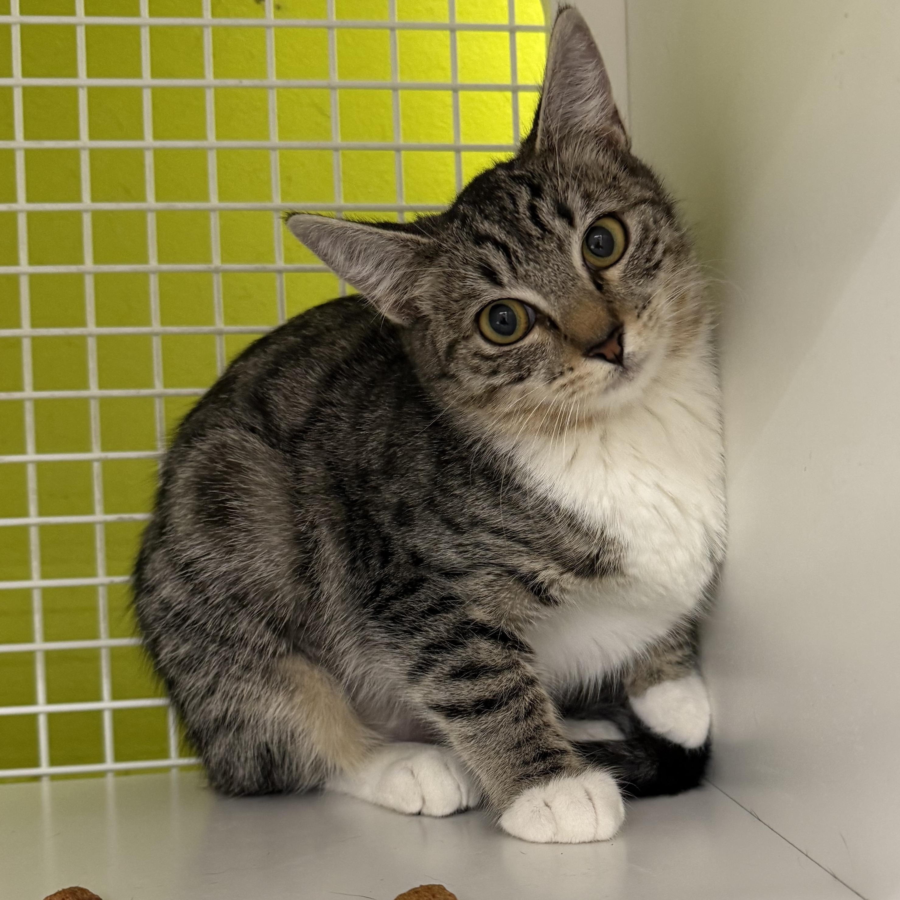 Zola, adopted, Kitten Female Domestic Short Hair & Tabby.