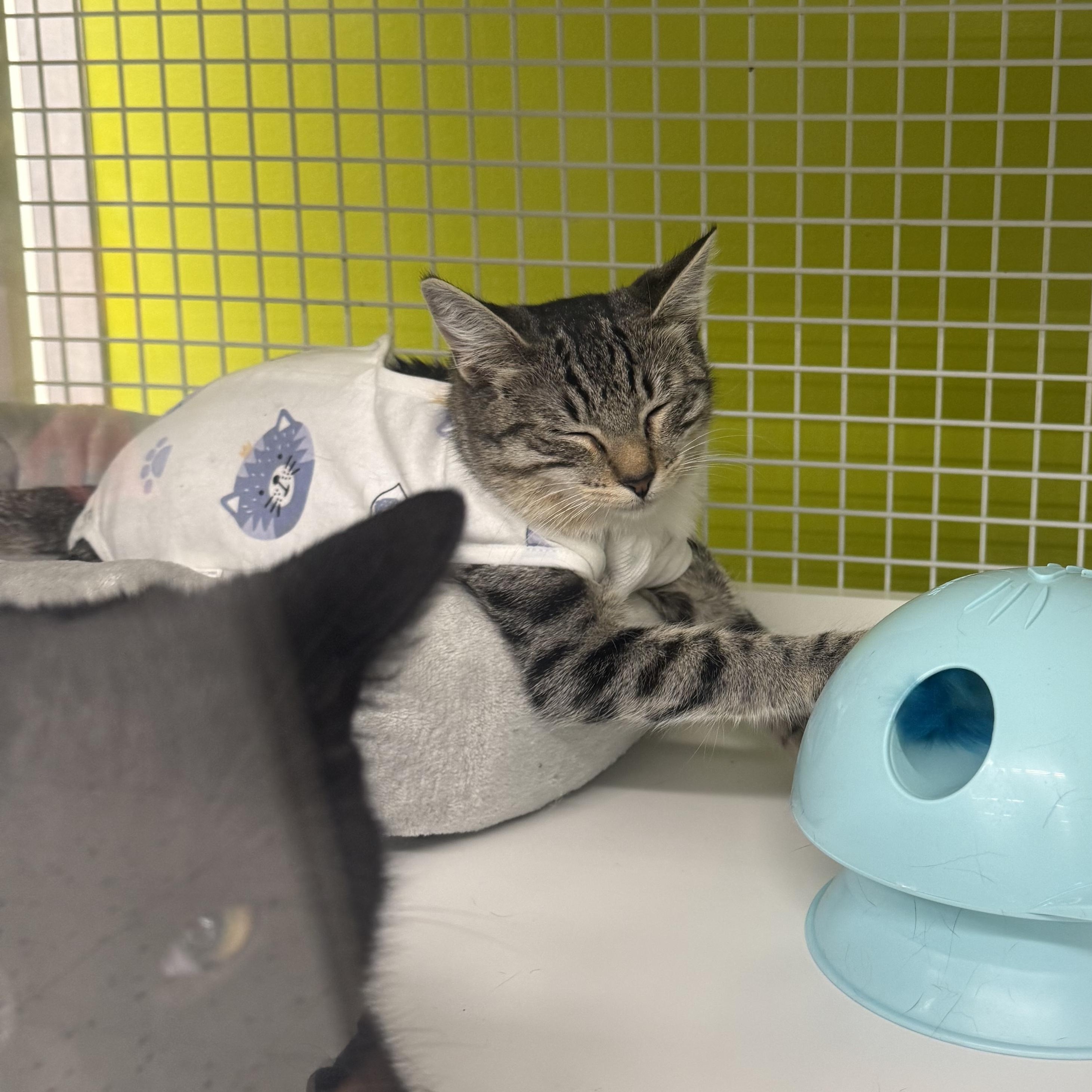 Enlarge Zola, an adopted mixed breed in Brentwood, CA image 4/6