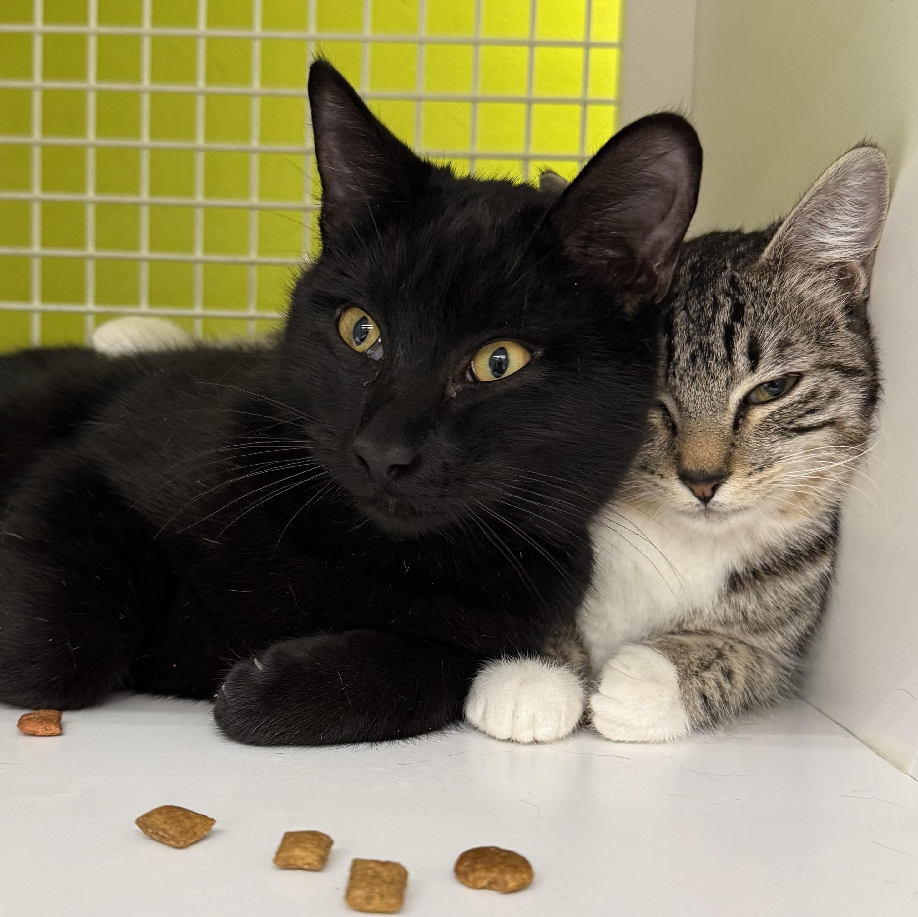 Enlarge Zola, an adopted mixed breed in Brentwood, CA image 3/6