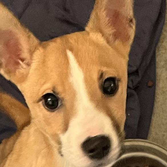 Gold, Adoptable, Puppy Female Husky.