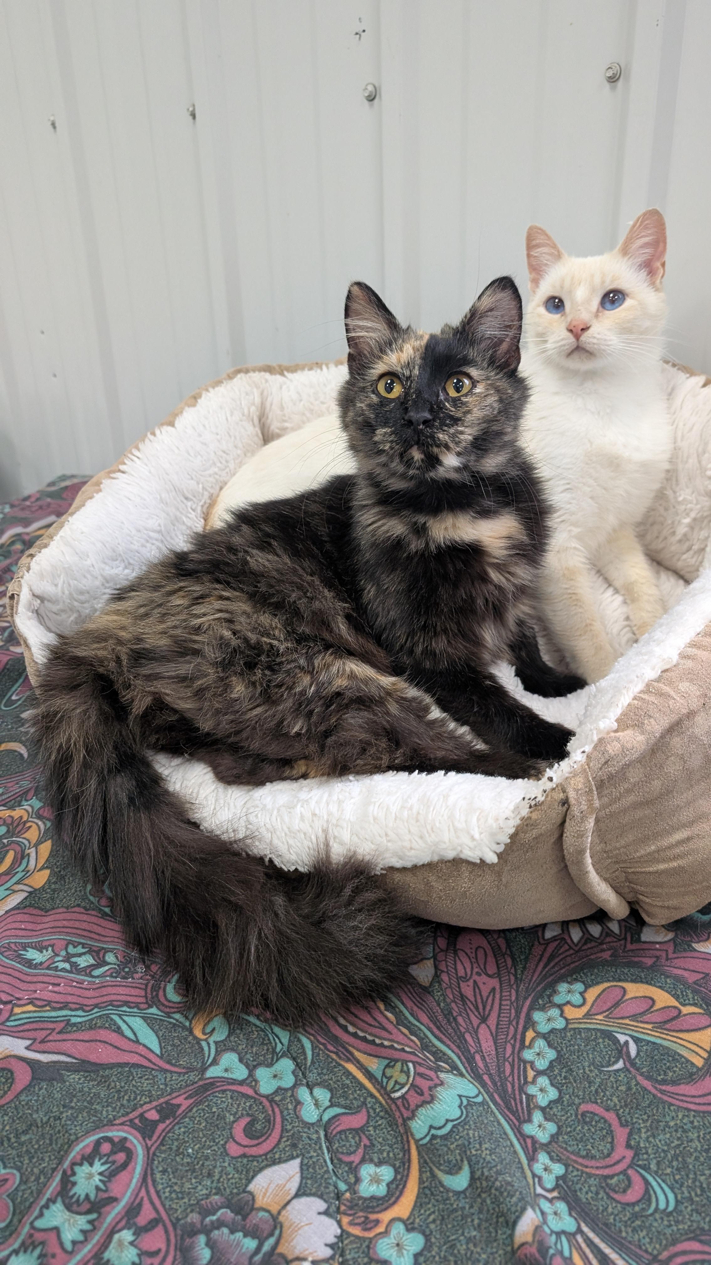 Mavis, a Adoptable Domestic Medium Hair in New Ulm, MN image 2/3