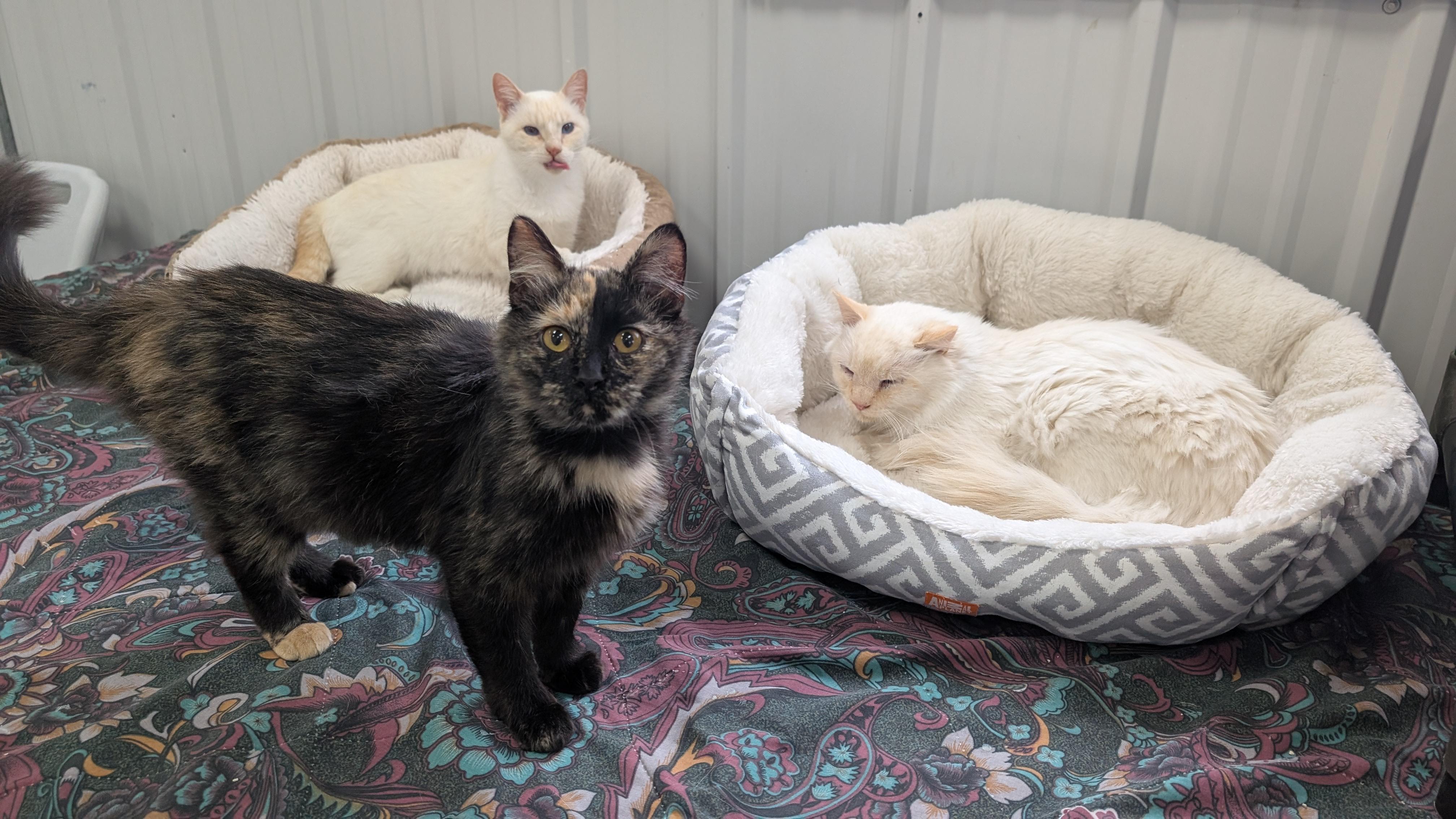 Mavis, a Adoptable Domestic Medium Hair in New Ulm, MN image 3/3