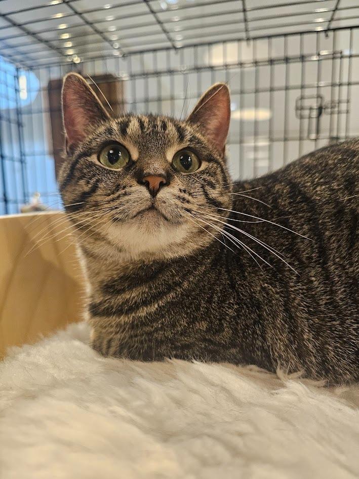 Hazelnut, a Adoptable mixed breed in St. Cloud, MN image 1/3