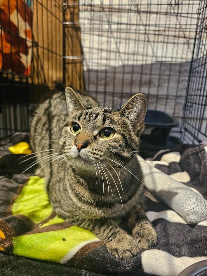 Hazelnut, a Adoptable mixed breed in St. Cloud, MN image 3/3