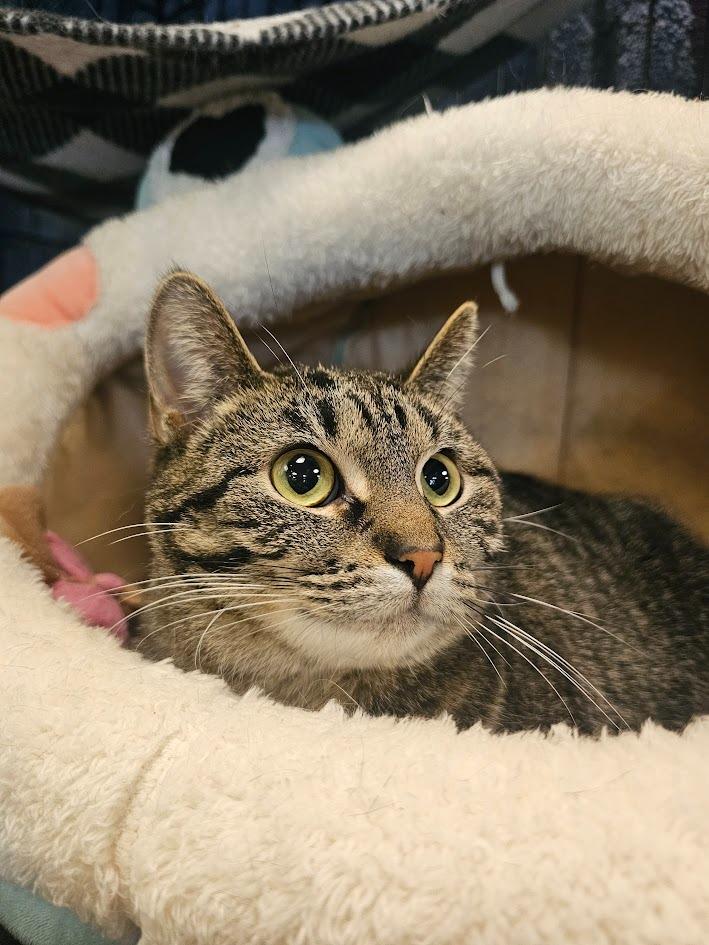 Hazelnut, Adoptable, Young Female Domestic Short Hair.