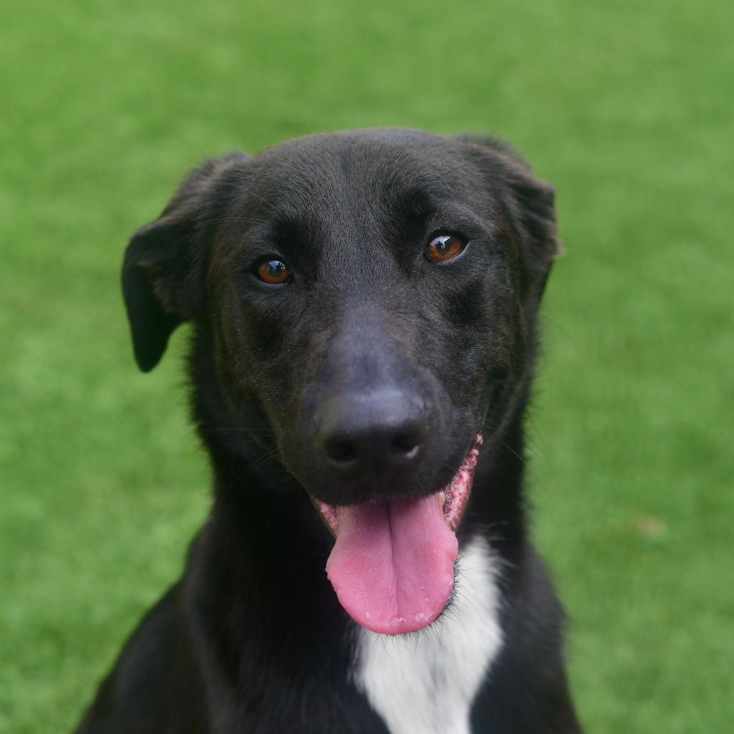 Enlarge Ebony, a Adoptable mixed breed in Ottawa, KS image 1/2