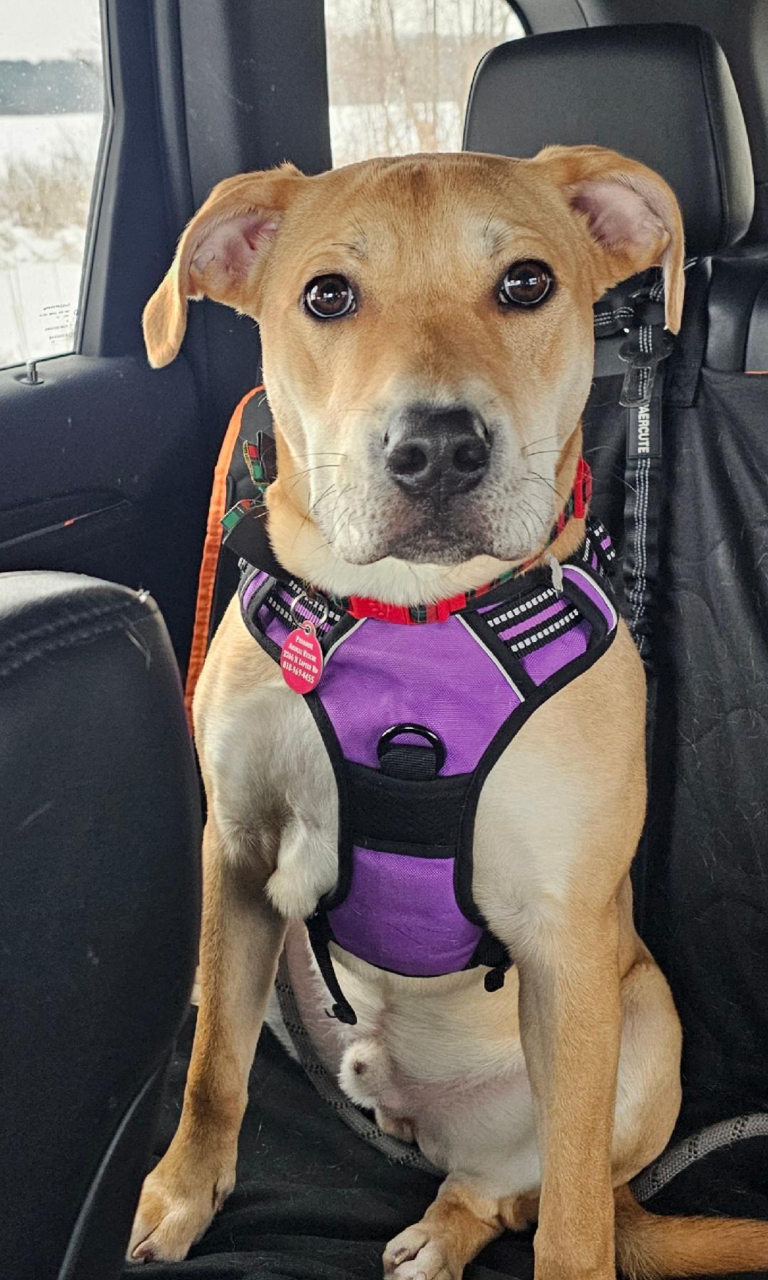 Bubby, an adoptable mixed breed in Lapeer, MI image 6/6