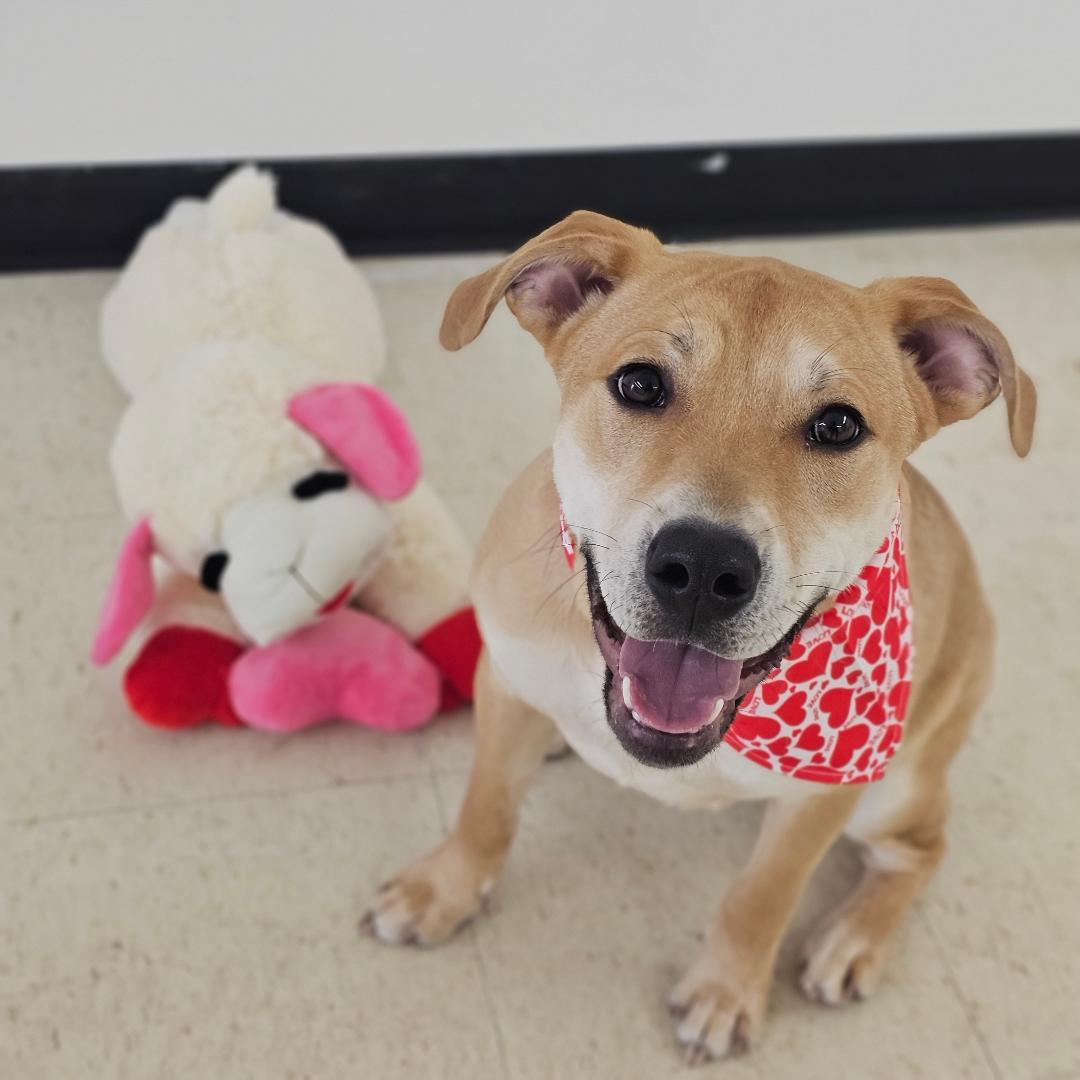 Bubby, an adoptable mixed breed in Lapeer, MI image 5/6