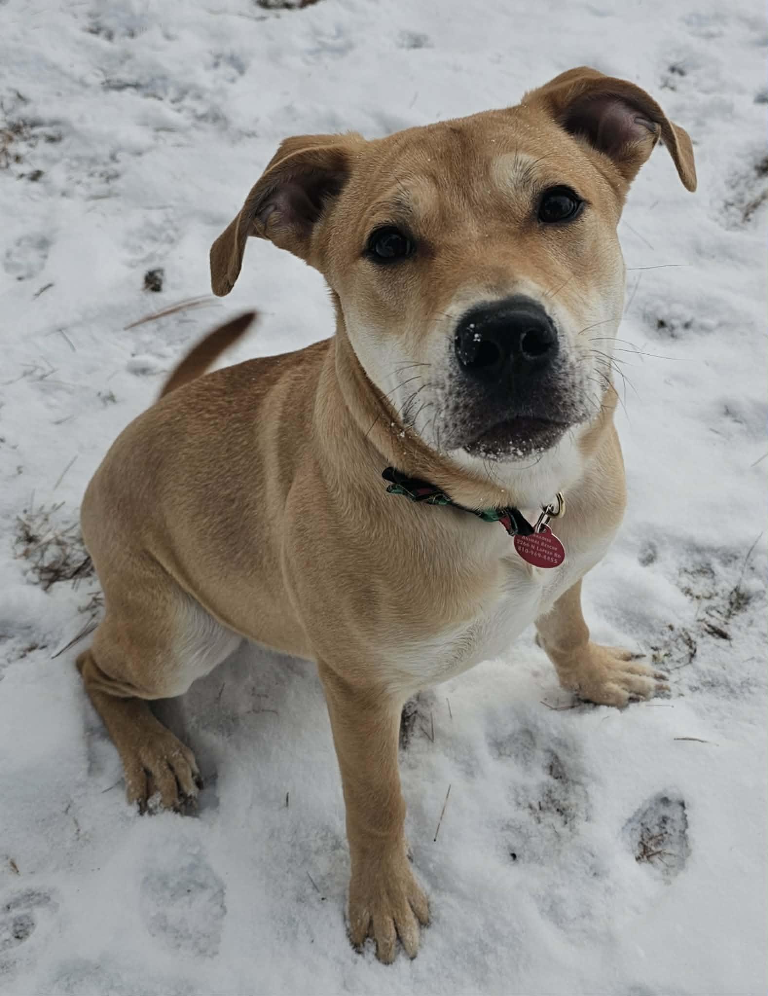 Bubby, an adoptable mixed breed in Lapeer, MI image 3/6