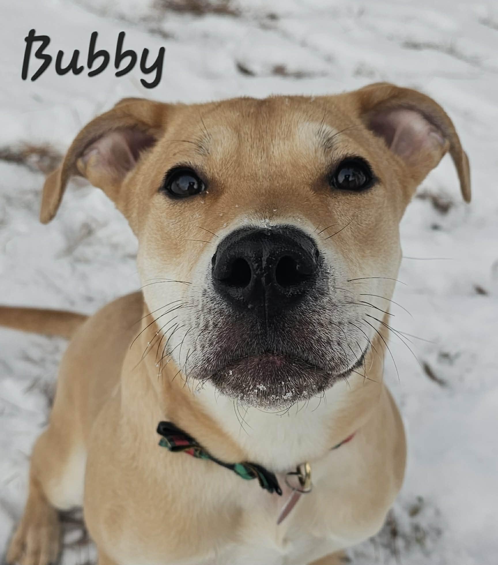 Bubby, an adoptable mixed breed in Lapeer, MI image 2/6