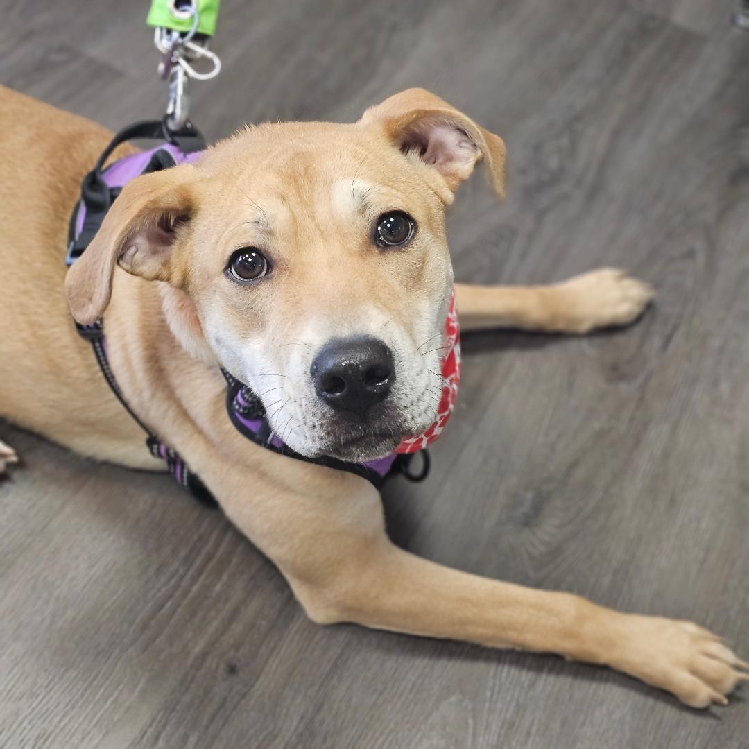 Bubby, an adoptable mixed breed in Lapeer, MI image 1/6