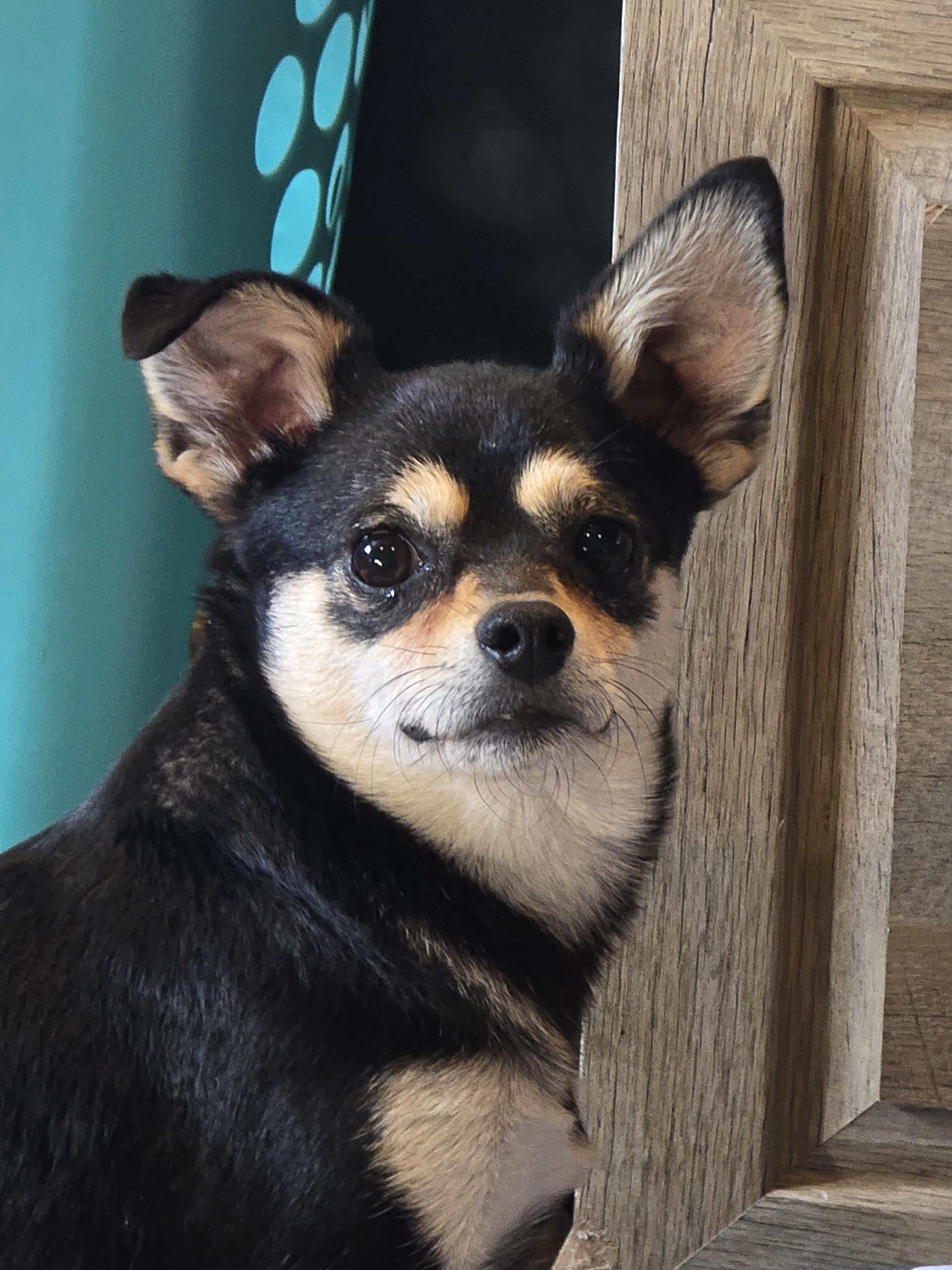 Enlarge Allie, a ADOPTABLE Chihuahua in Ross, OH image 1/2