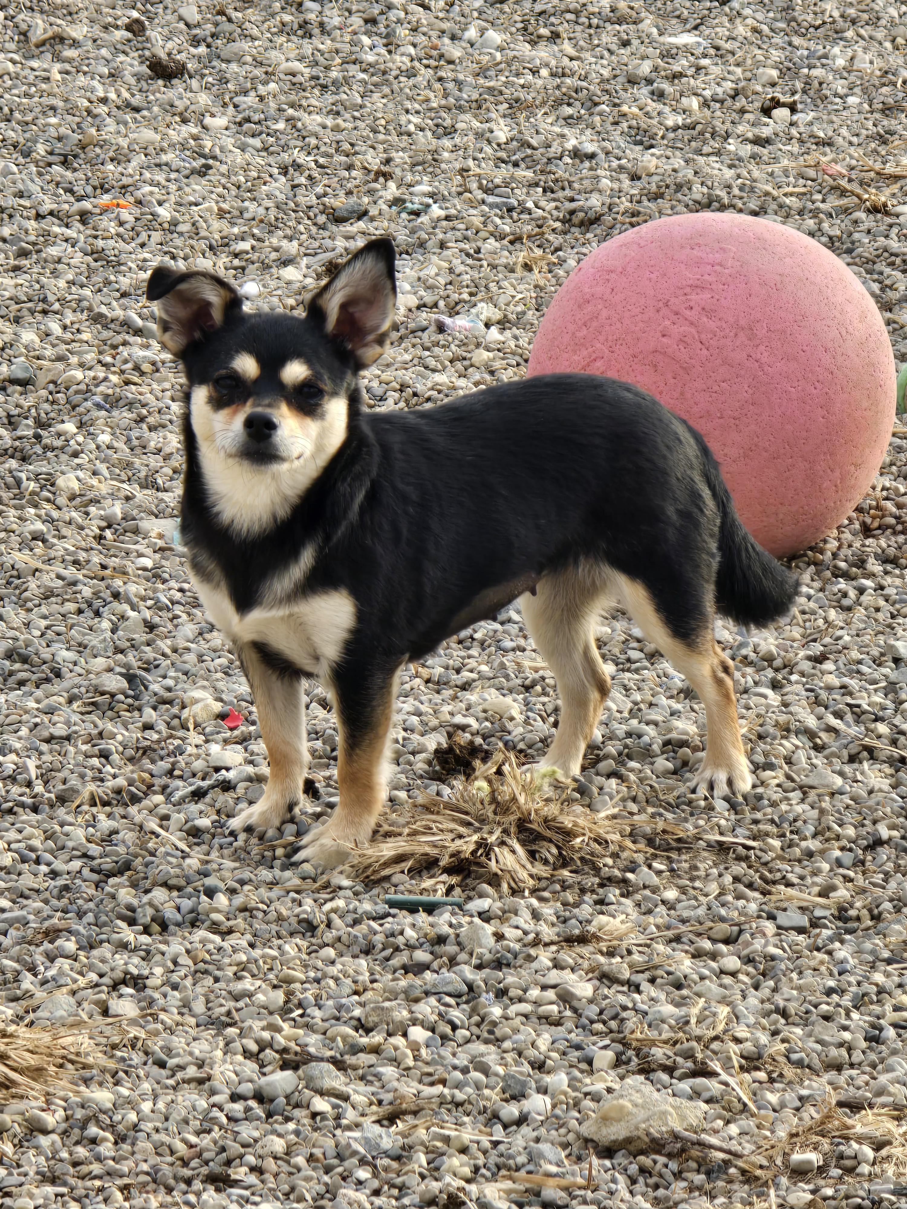 Enlarge Allie, a ADOPTABLE Chihuahua in Ross, OH image 2/2