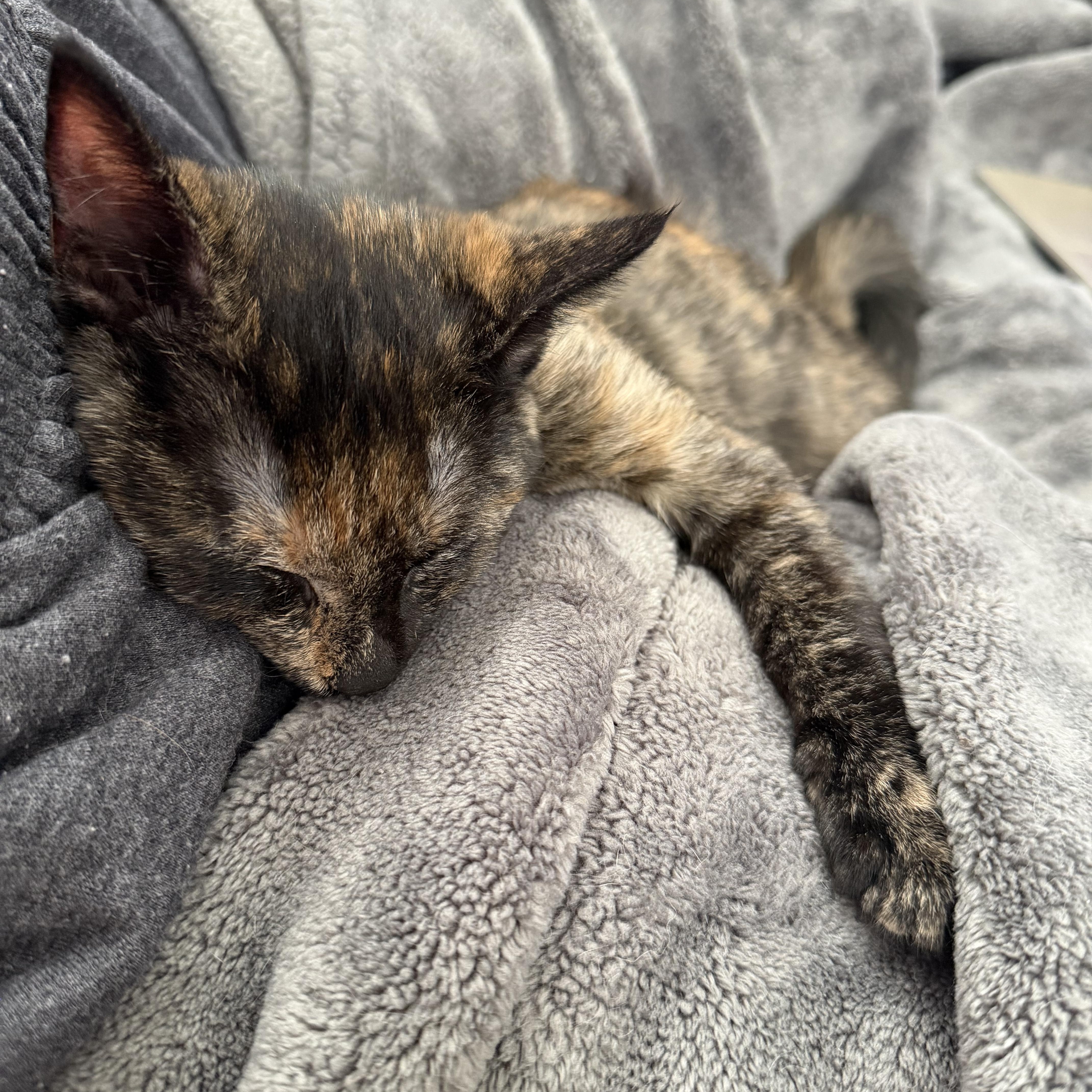 Enlarge Tortilla, a Adoptable Domestic Short Hair in Bethel, CT image 3/3