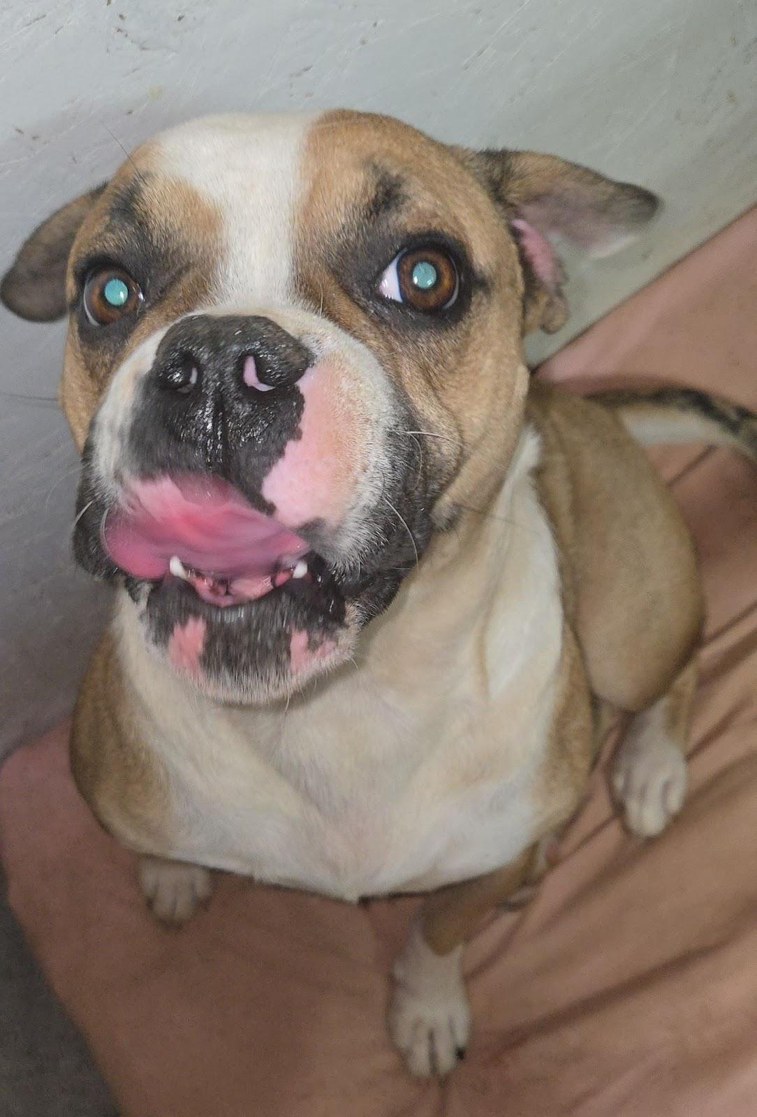 Enlarge Lilly, a Adoptable Bulldog in Sweetwater, TN image 1/1